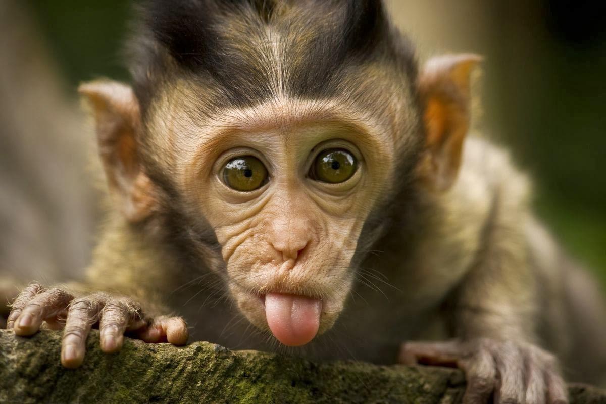 Cute Monkeys - wallpaper.