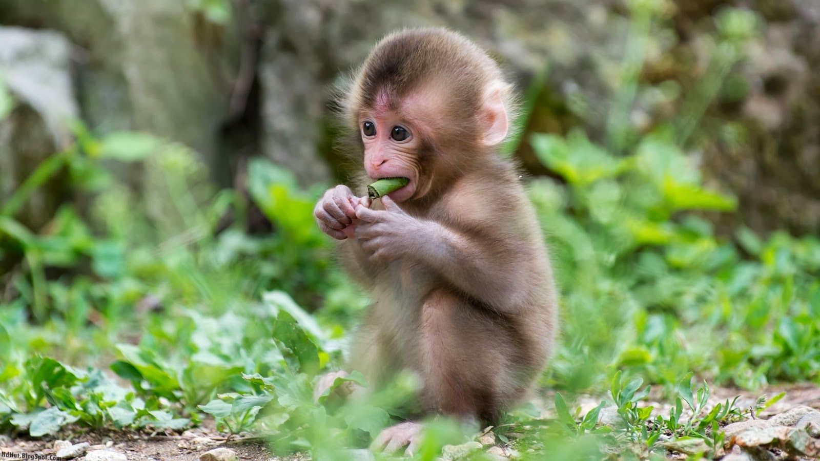 top 16 Most Cute And Beautiful Monkey Wallpapers In HD ( new ...
