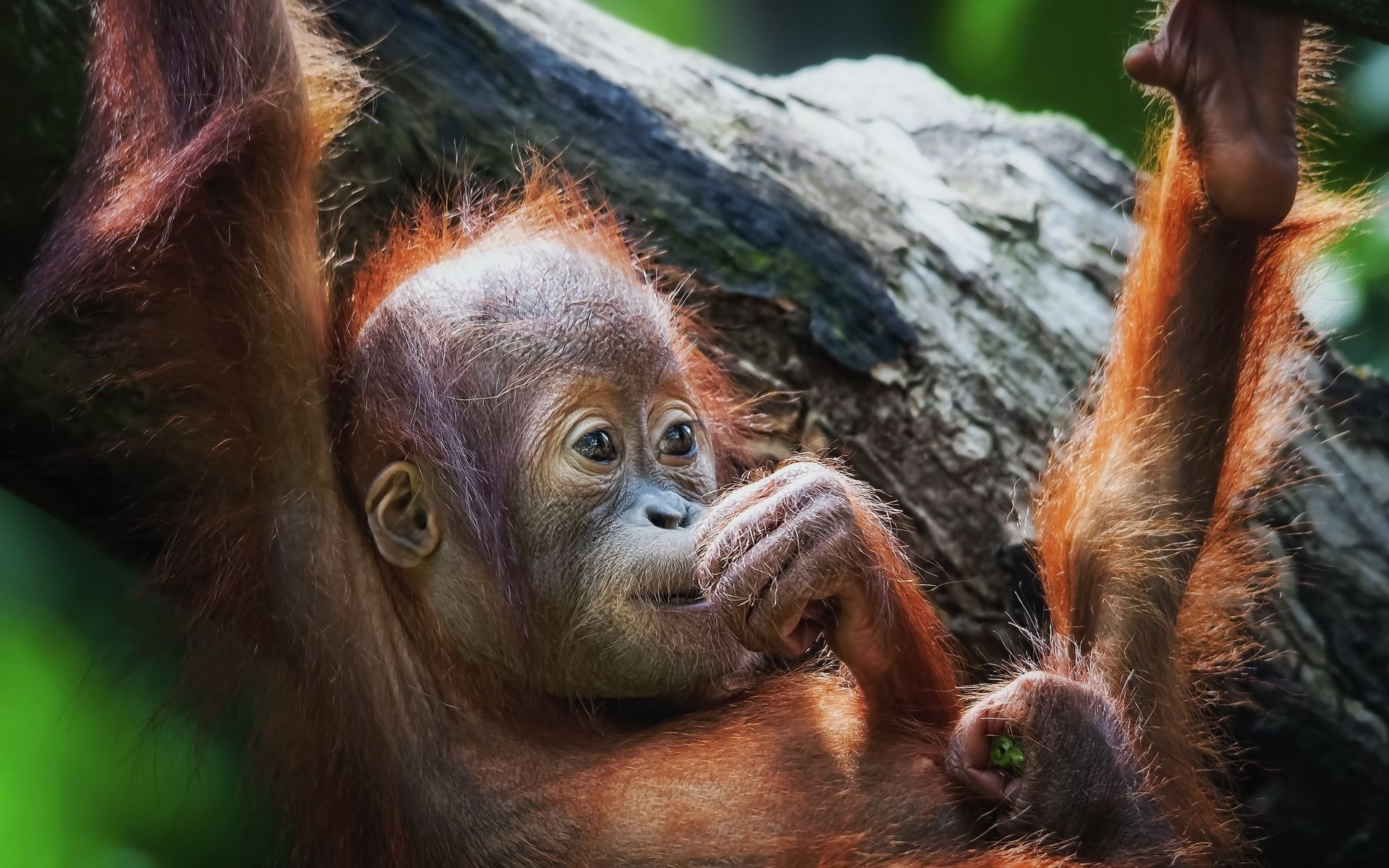 Orangutan monkeys cute babies wallpaper | 1920x1200 | 32070 ...
