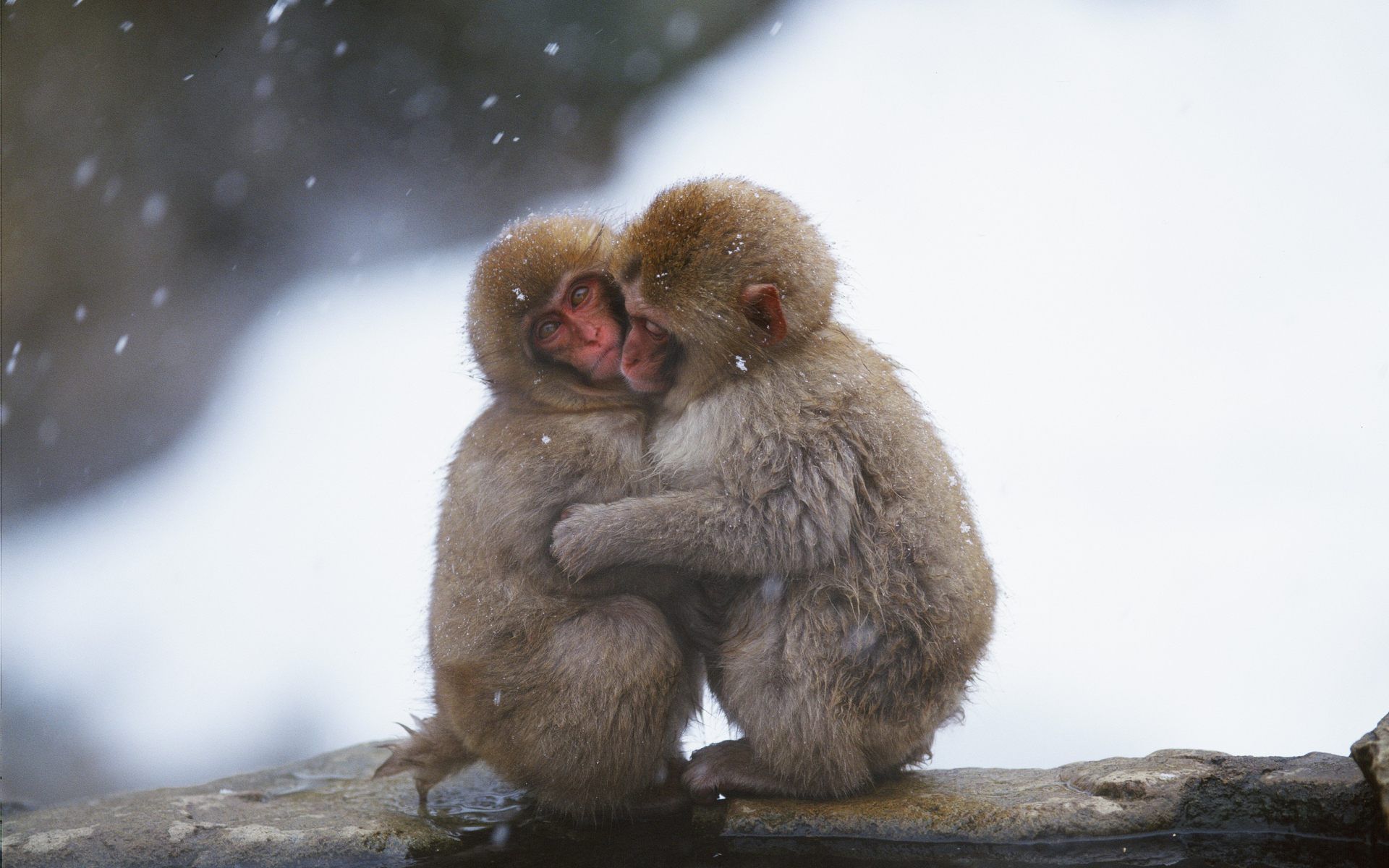 Snow Monkey Wallpaper | Snow Monkey Images | Cool Wallpapers