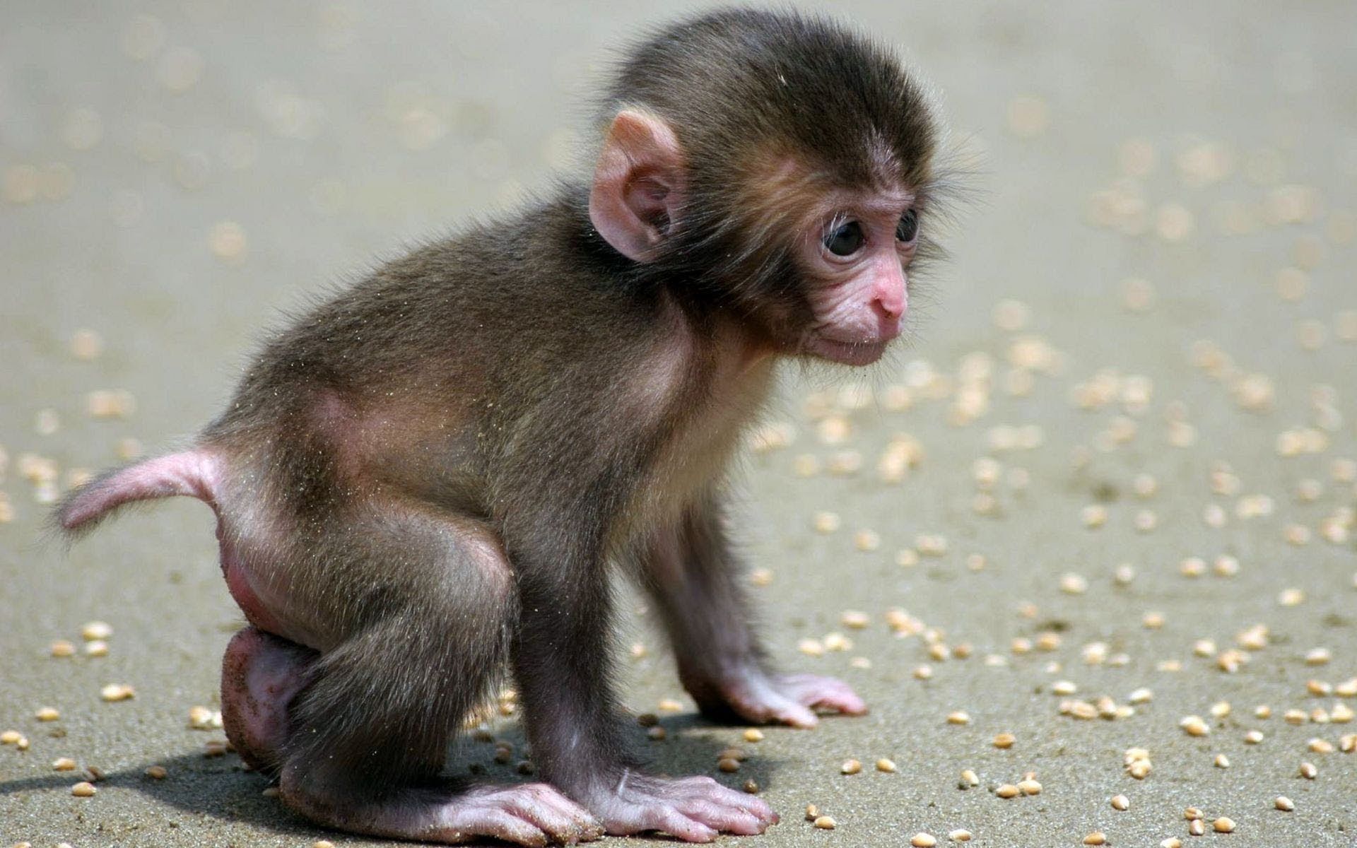 Funny Monkey | A Cute and Naughty Baby Monkey - YouTube