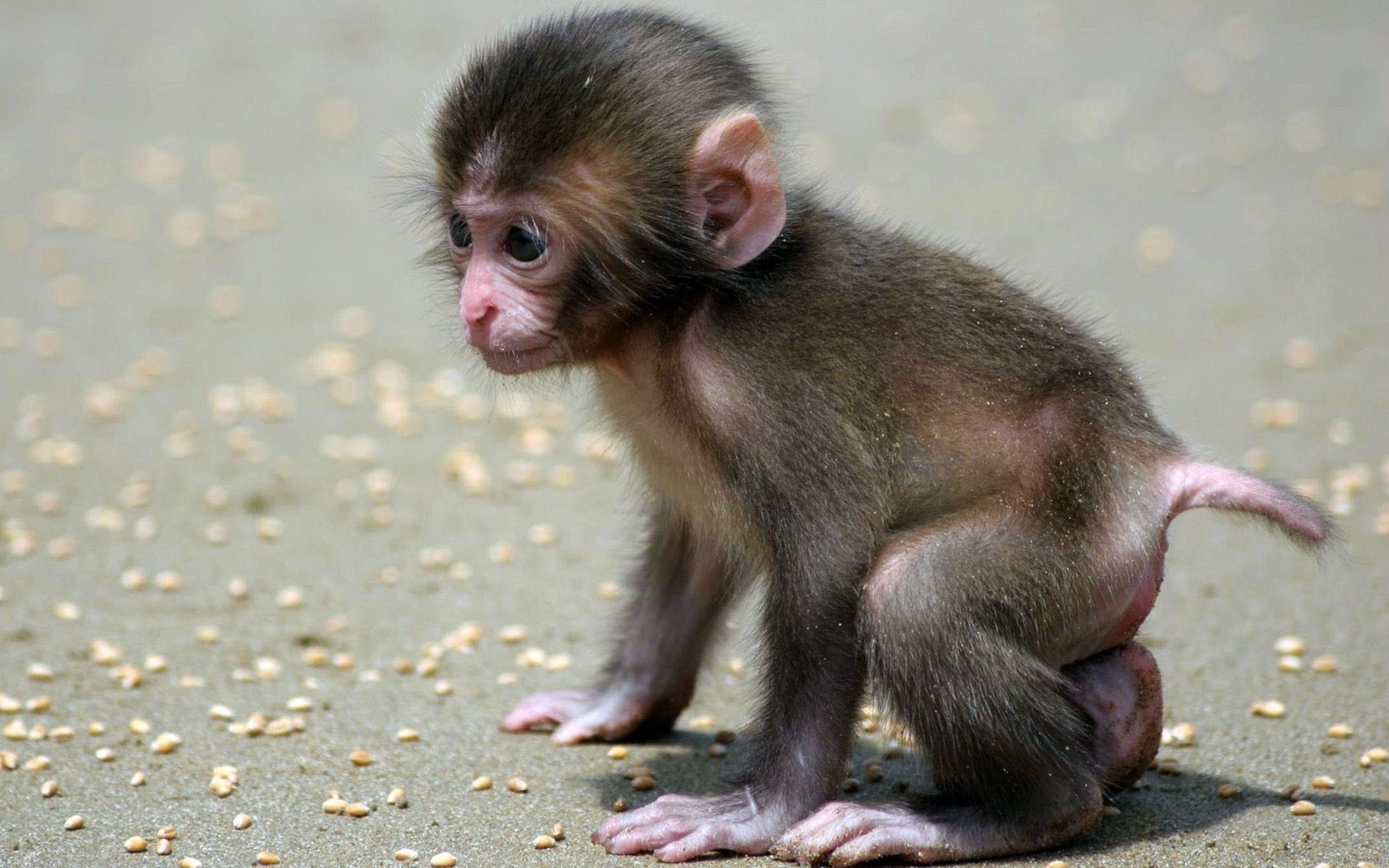 Monkey HD Photos | Wild Animal Desktop Background Wallpapers Images