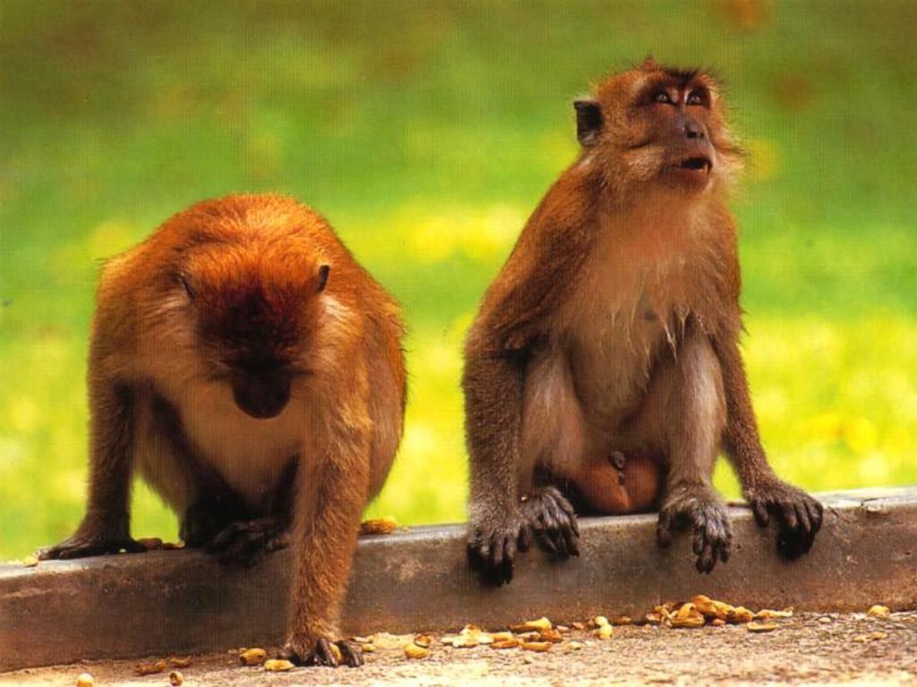 Images For Cute Monkeys Wallpaper | HD Wallpapers Range