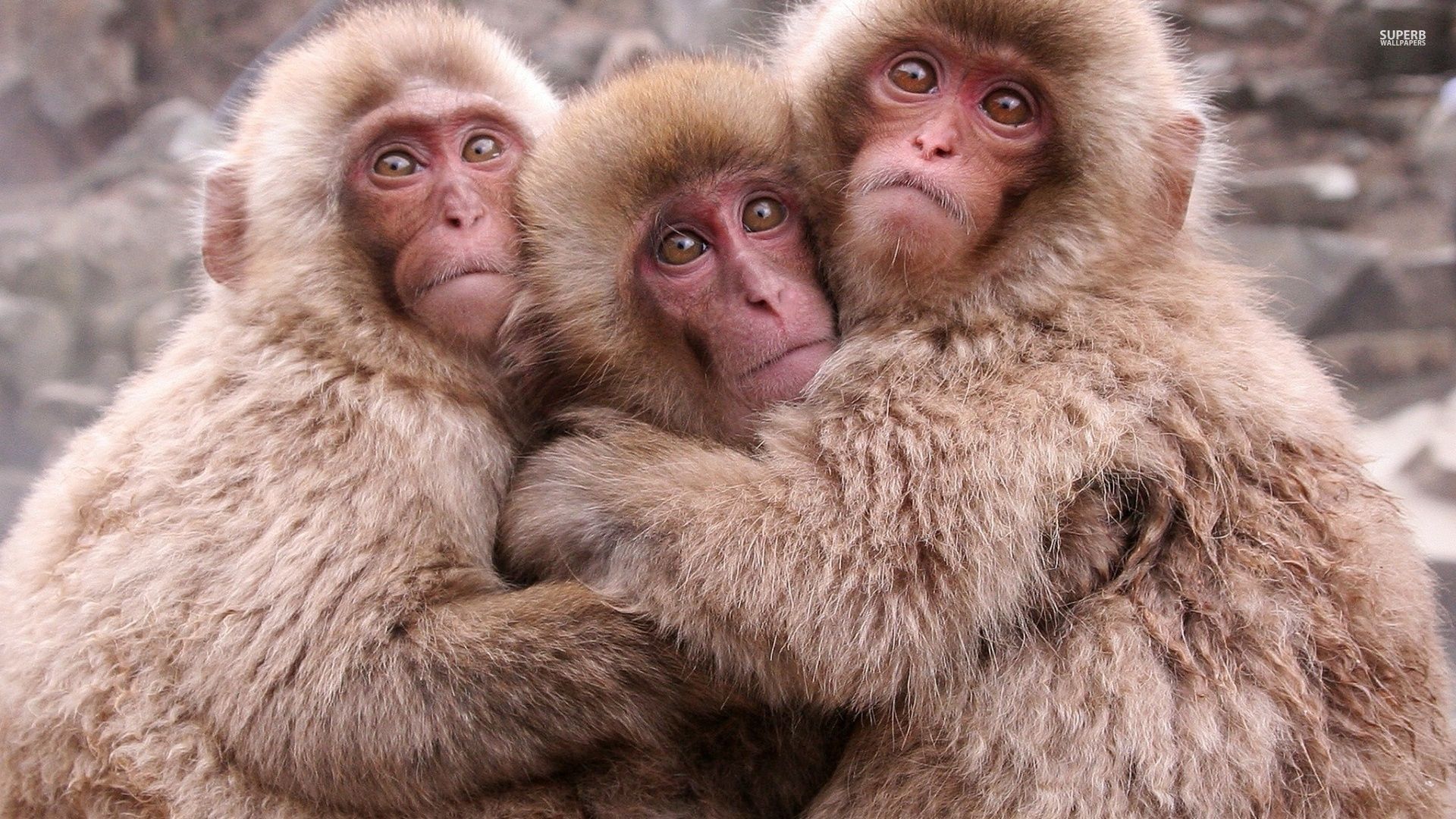 Cute monkeys hugging wallpaper - Animal wallpapers - #49136