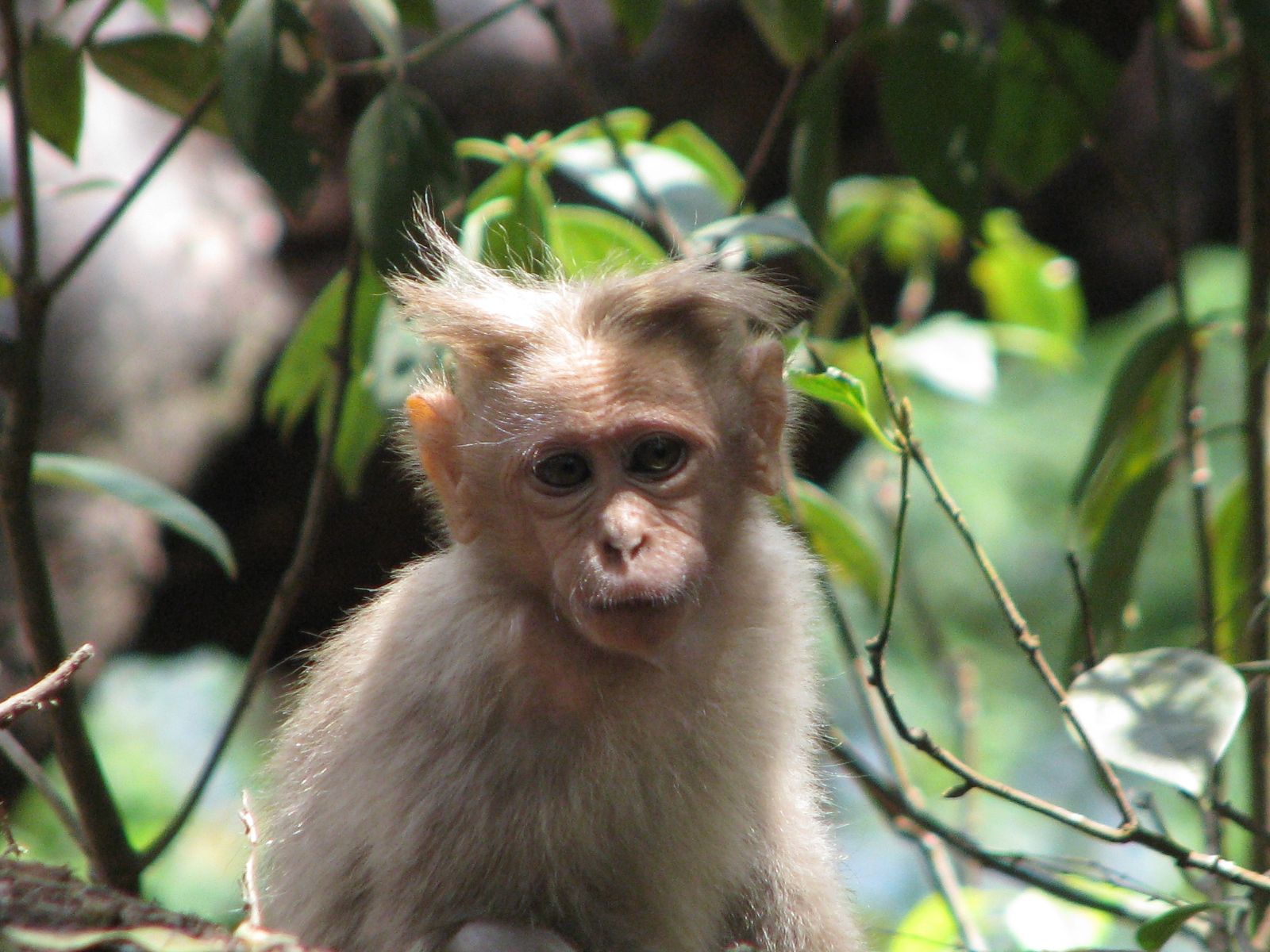 Primates: Spikey Monkey Nature Cute Primate Free Desktop Wallpaper ...