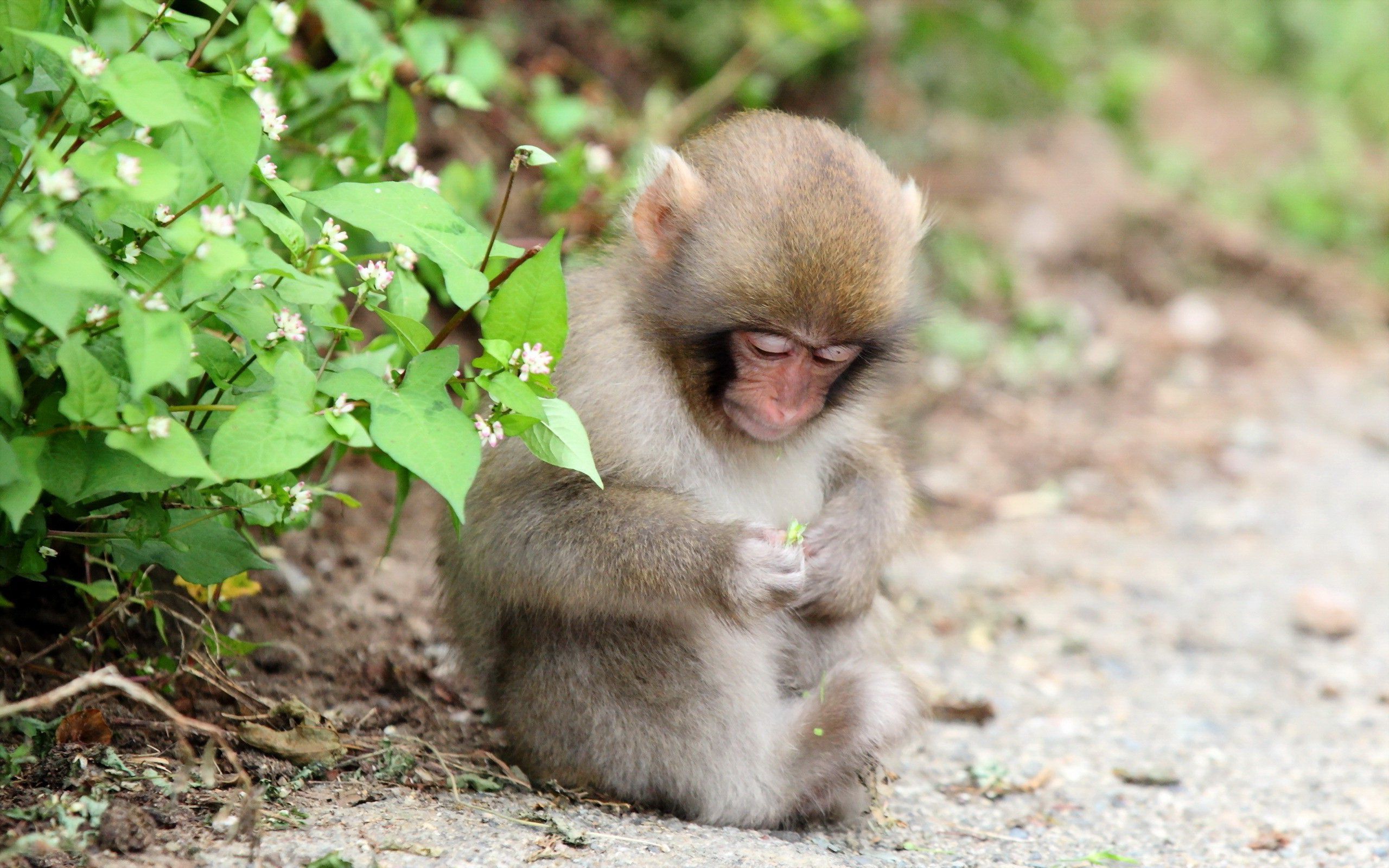 Cute small monkey holding a flower Wallpaper 27693