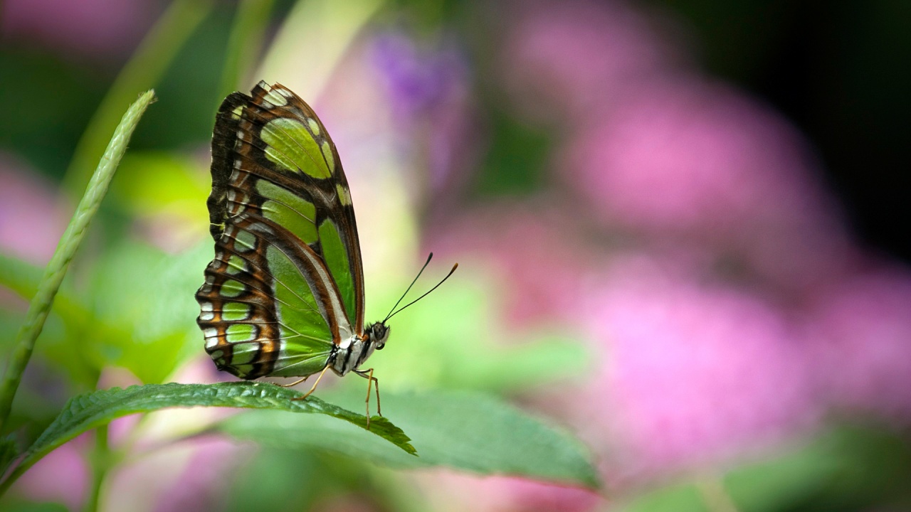 Green butterfly Wallpapers | HD Wallpapers