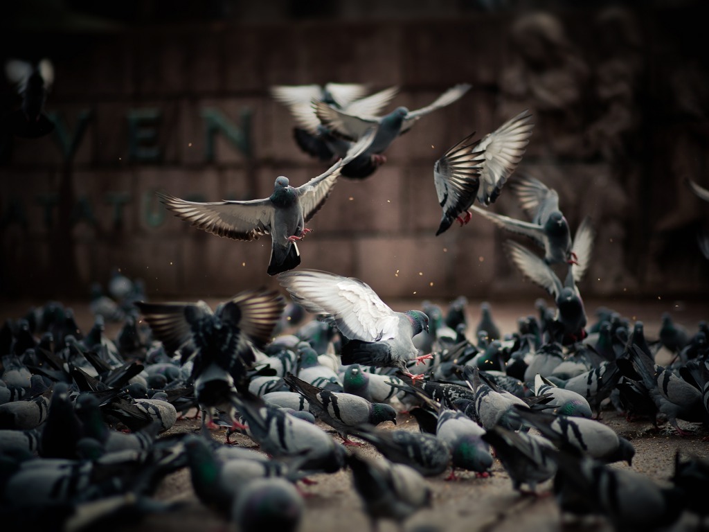 Pigeon Wallpapers Free Download | HD Wallpapers | Pictures ...
