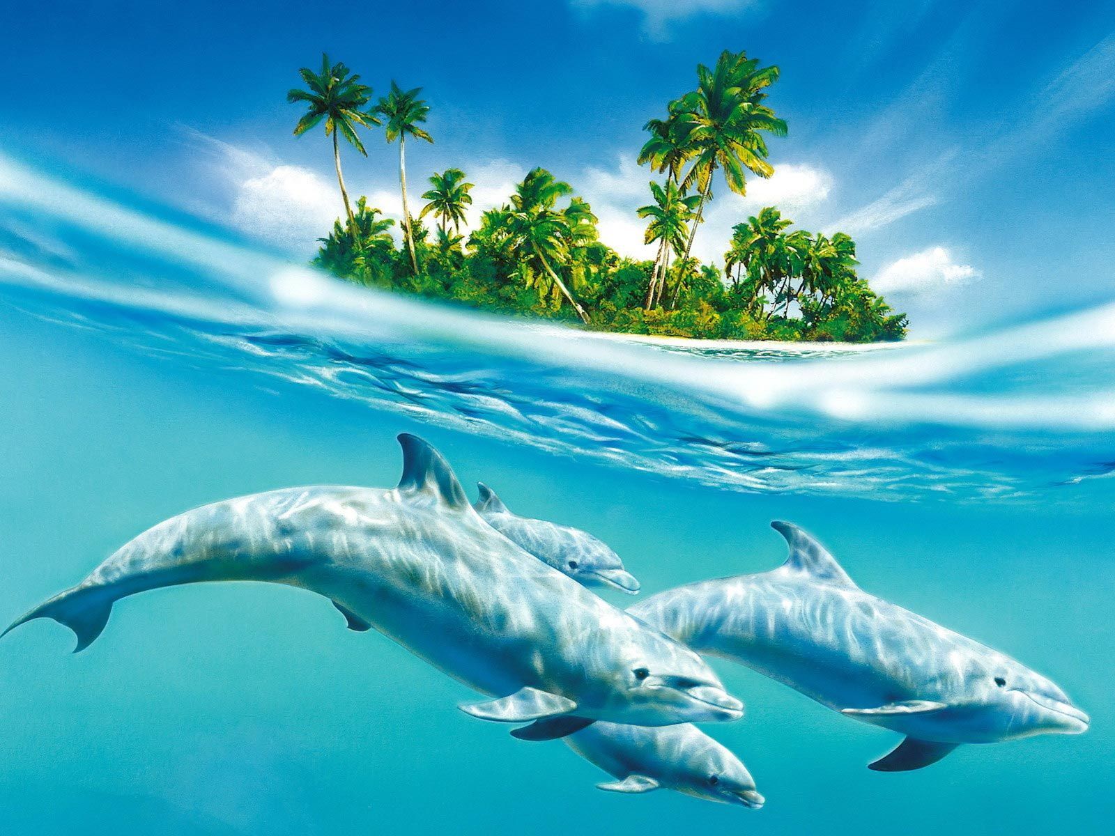 Dolphin Desktop Wallpapers - Wallpaper Cave
