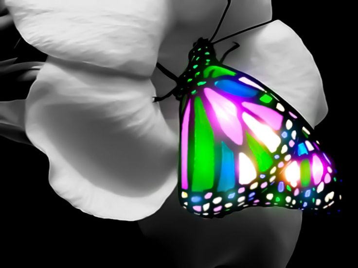 Download 3d Butterfly Wallpapers Group 55