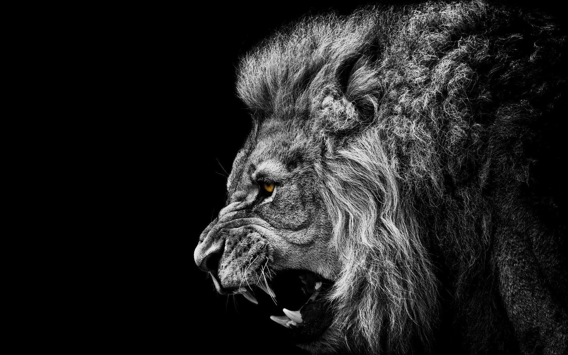 Cool Wallpapers Of Lion