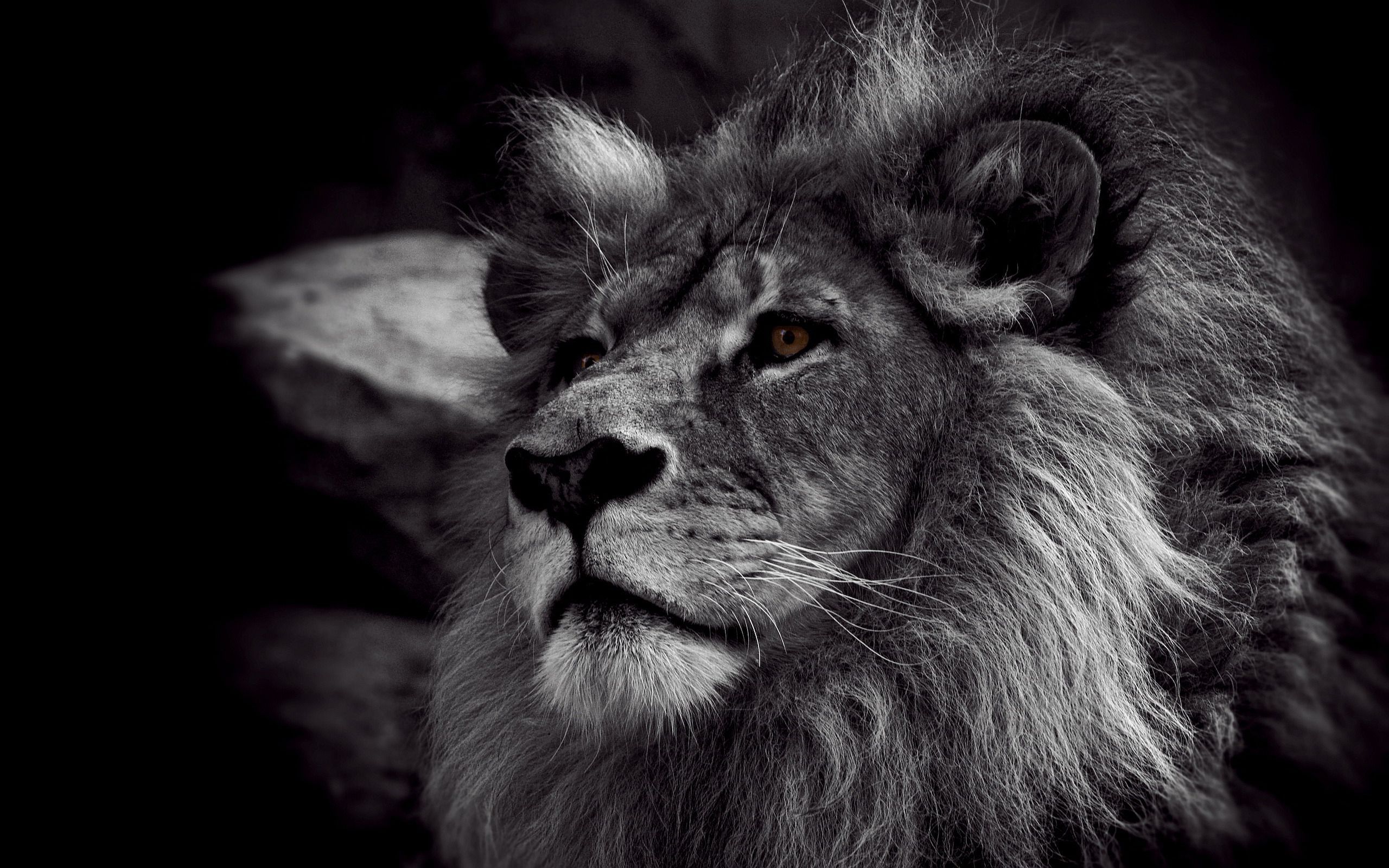 Lion Black and White Best Quality Wallpapers 2062 - HD Wallpaper Site