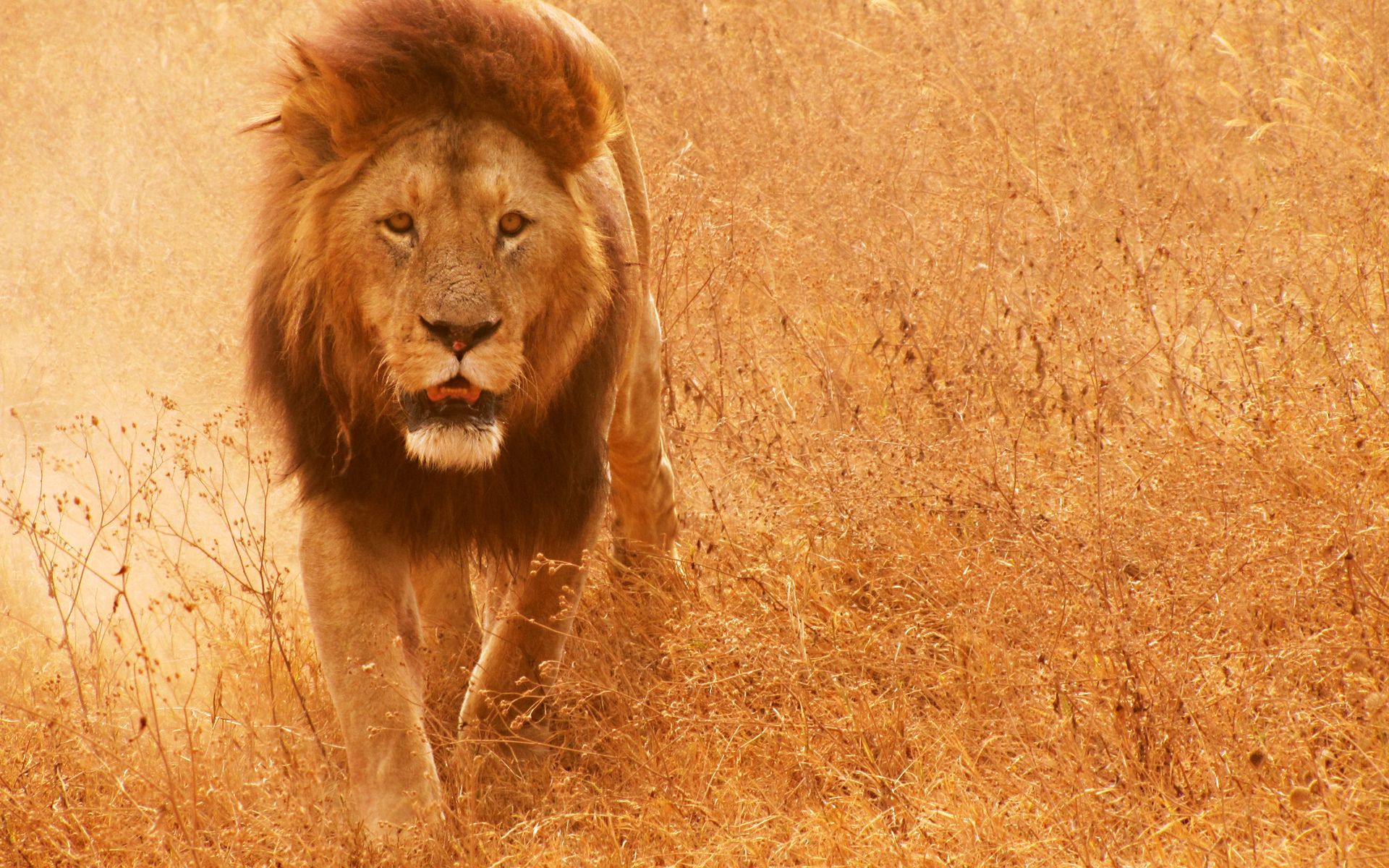 Lion Pictures - The Powerful African Cats - Picsy Buzz