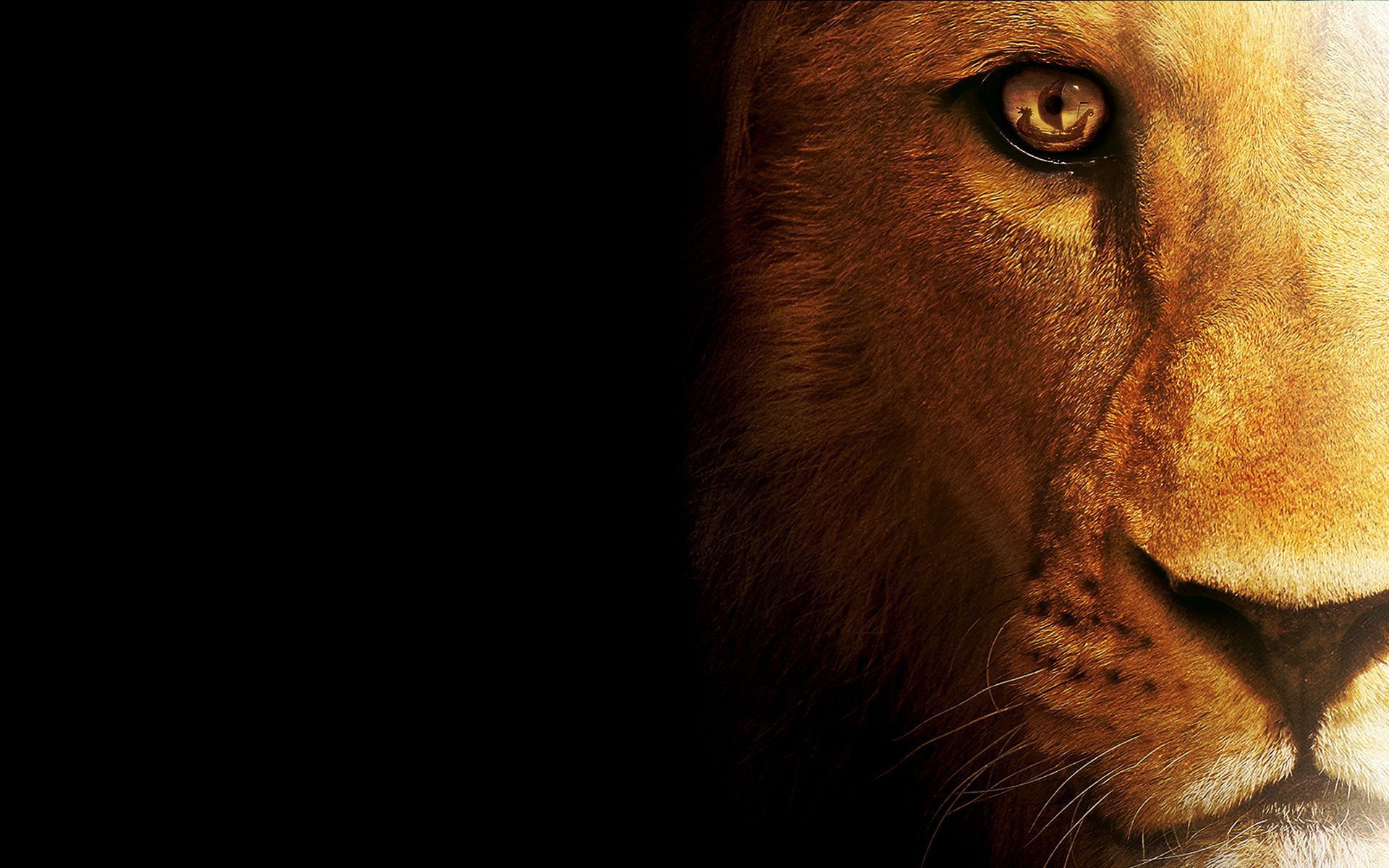 Lion Cool Backgrounds Wallpapers Attachment 2006 - HD Wallpaper Site
