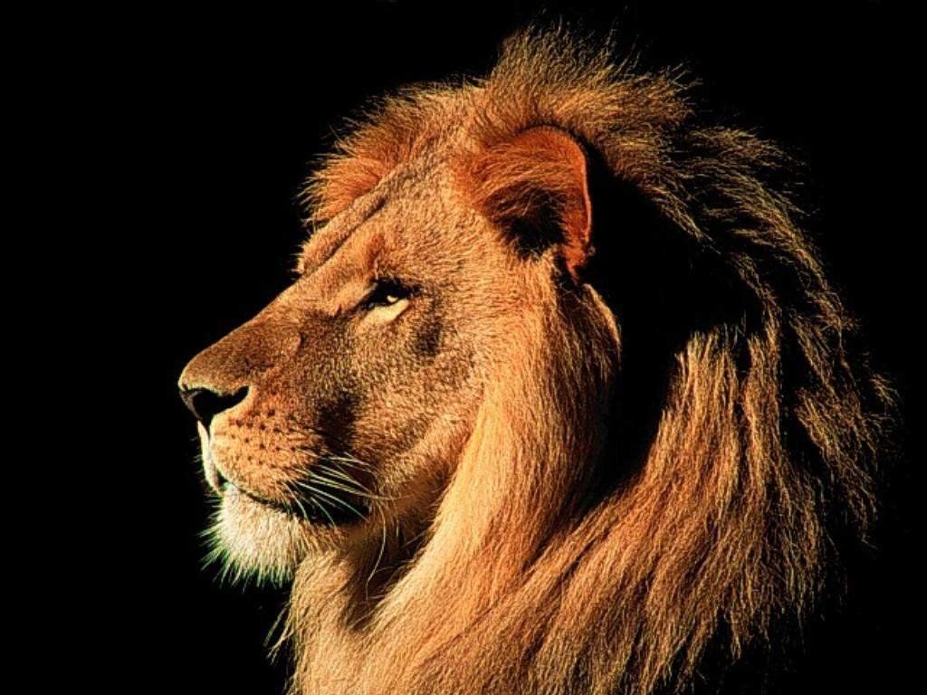 Cool Animals Pictures: 36 Pictures of Lions -Cool Lions Photos