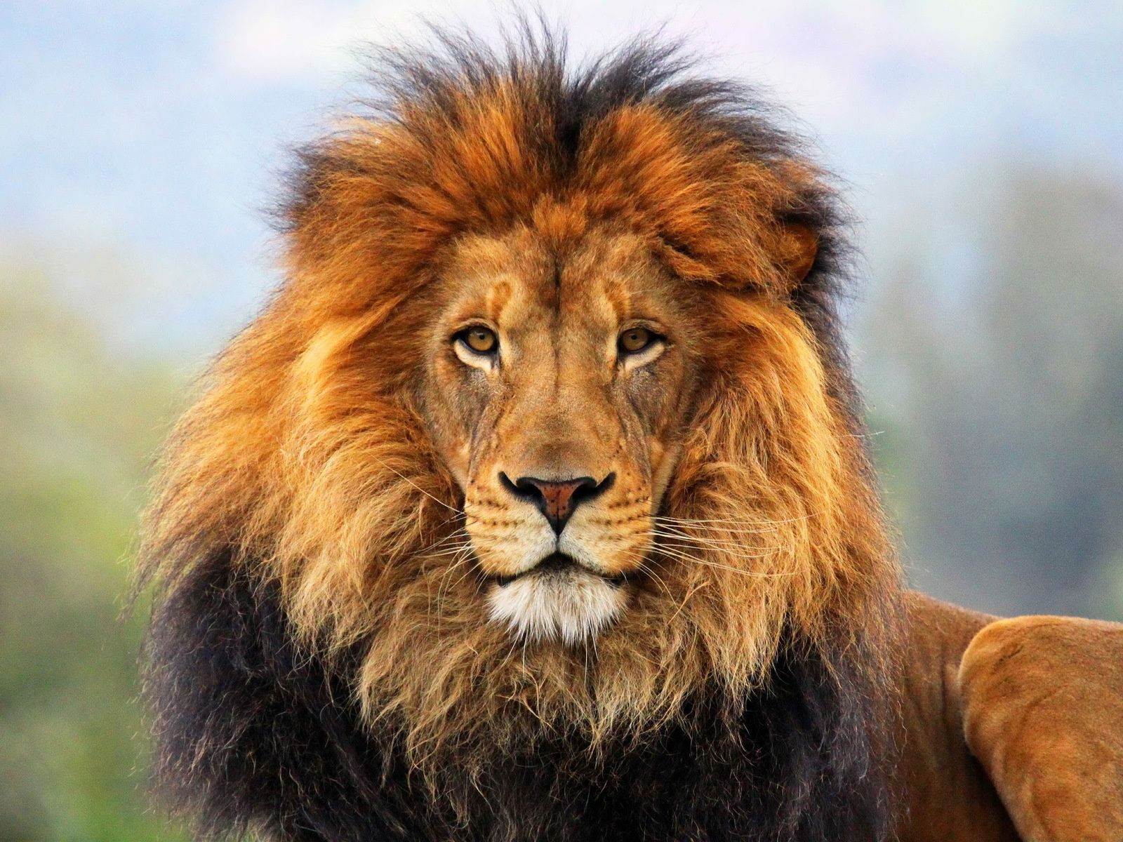 High Definition lion wallpaper for free download