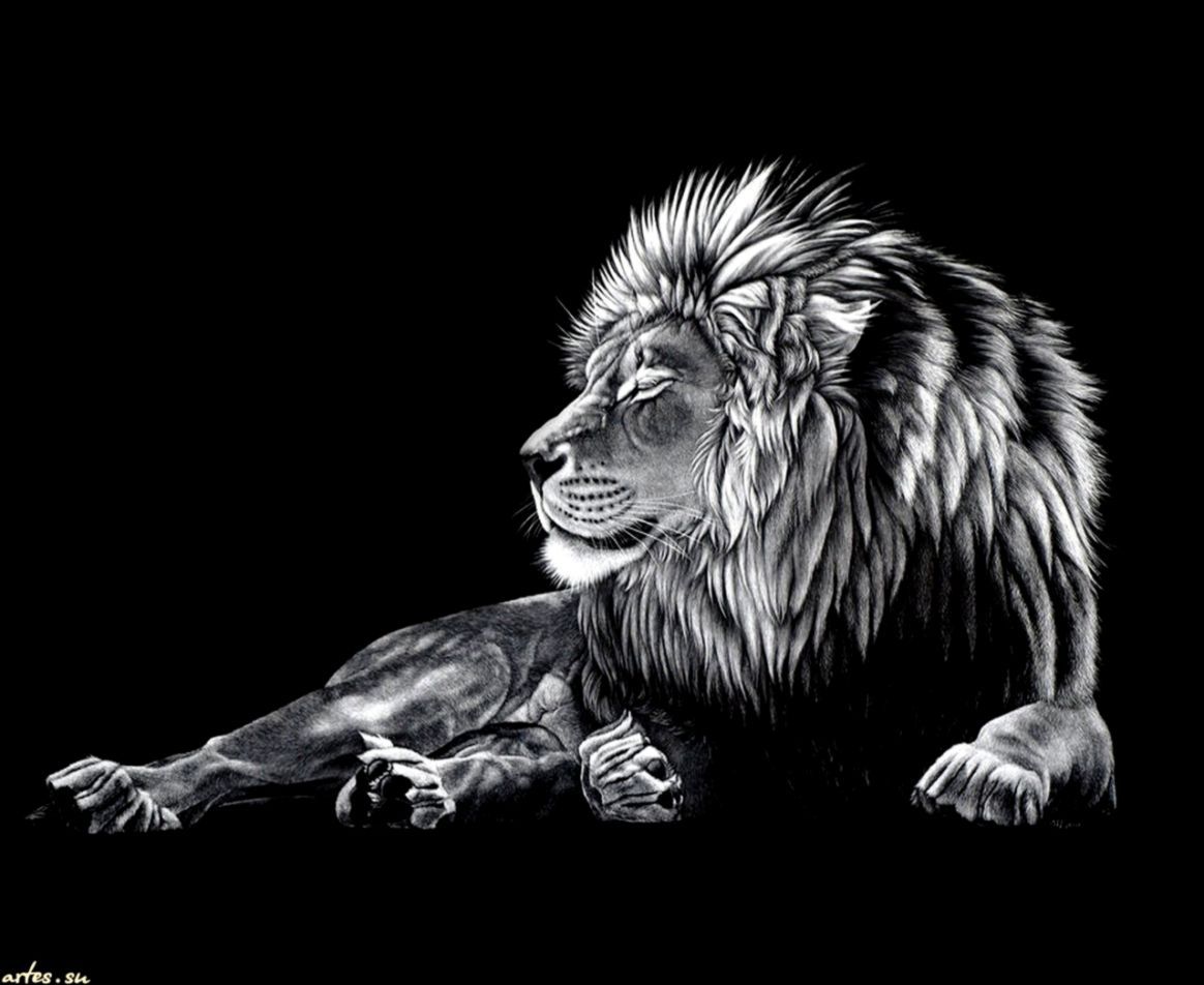 Angry Lion Wallpaper Black And White | Amazing Wallpapers