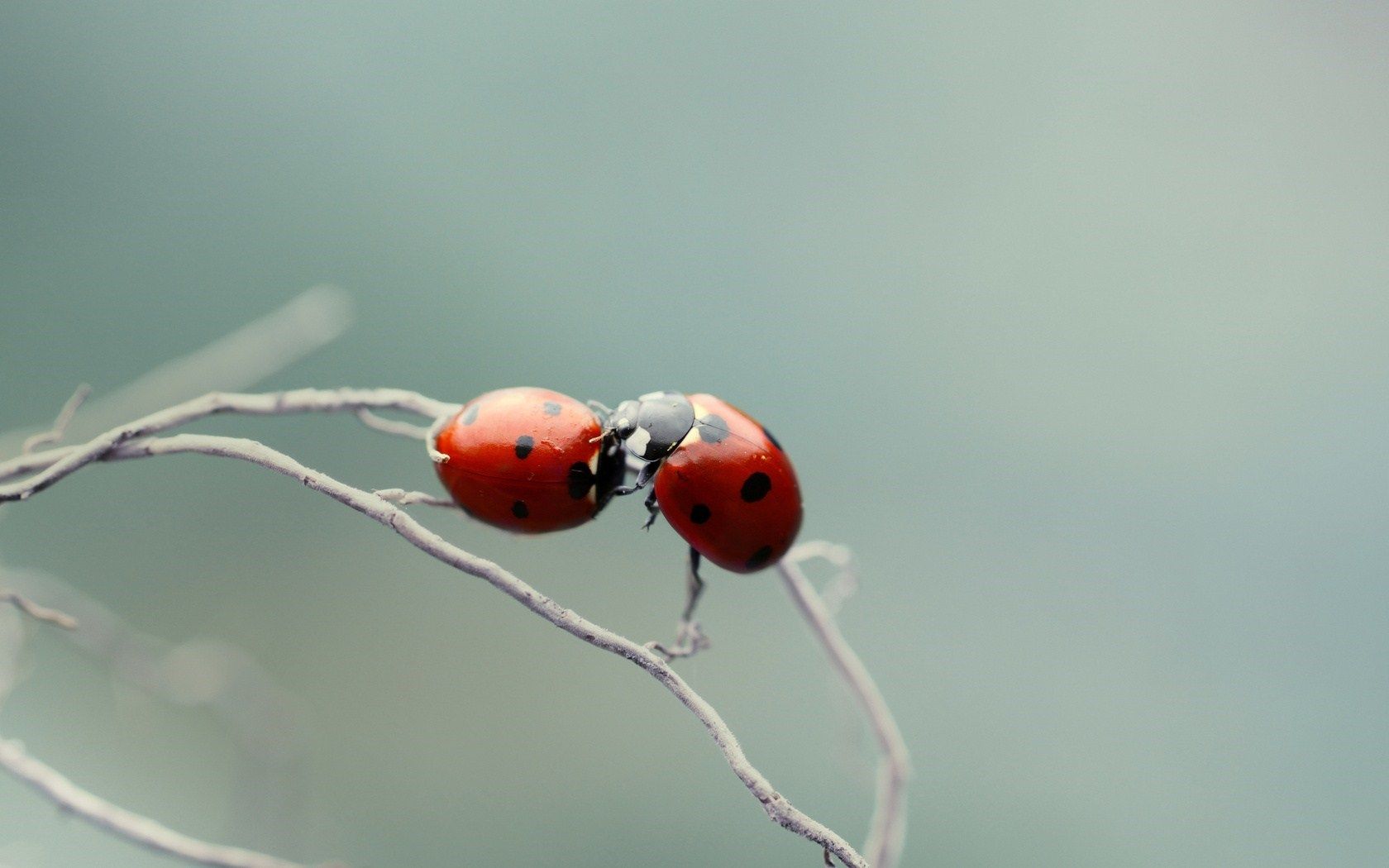 branch, minimalist photo, ladybugs, nature, motion picture, wallpaper