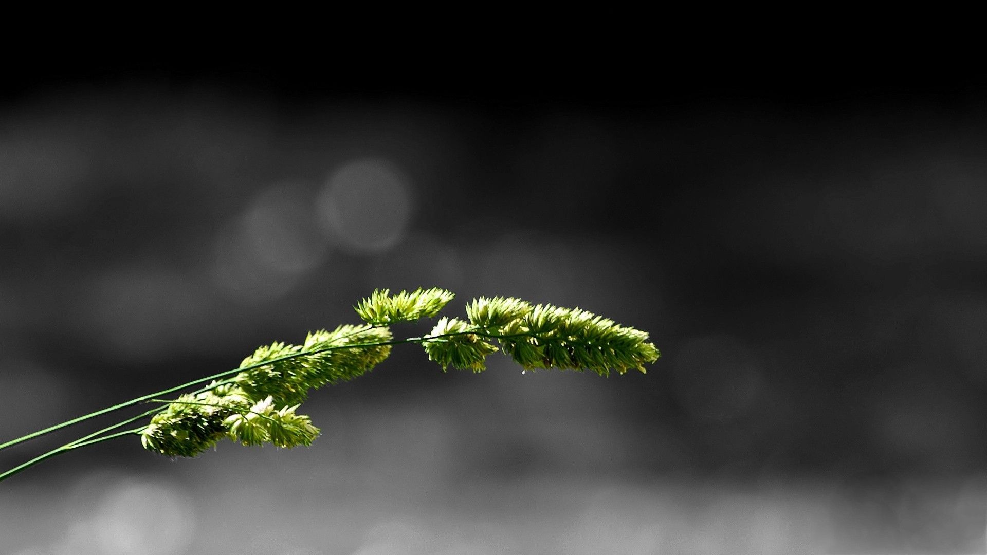 Macro, Simple Background, Minimalism, Green Grass, Nature - HD ...