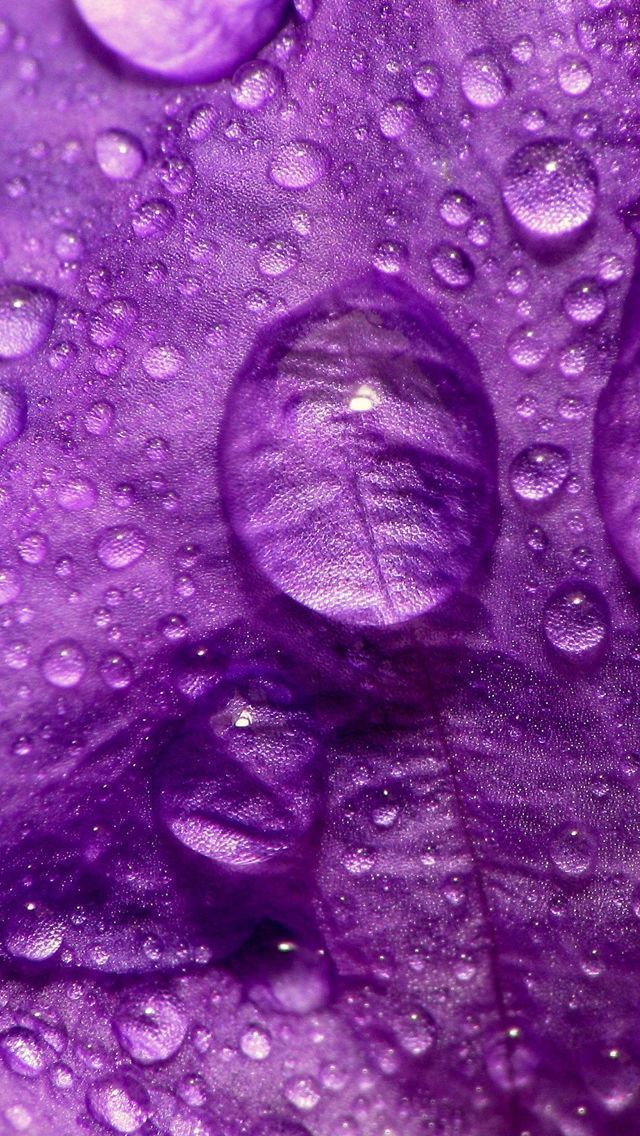 Purple Flower Close Up iPhone 5s Wallpaper Download | iPhone ...