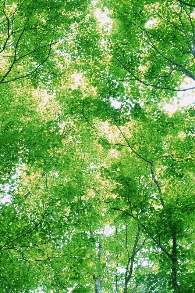 Awesome Nature Green Woods Iphone 4 Wallpapers Free 640x960 Hd