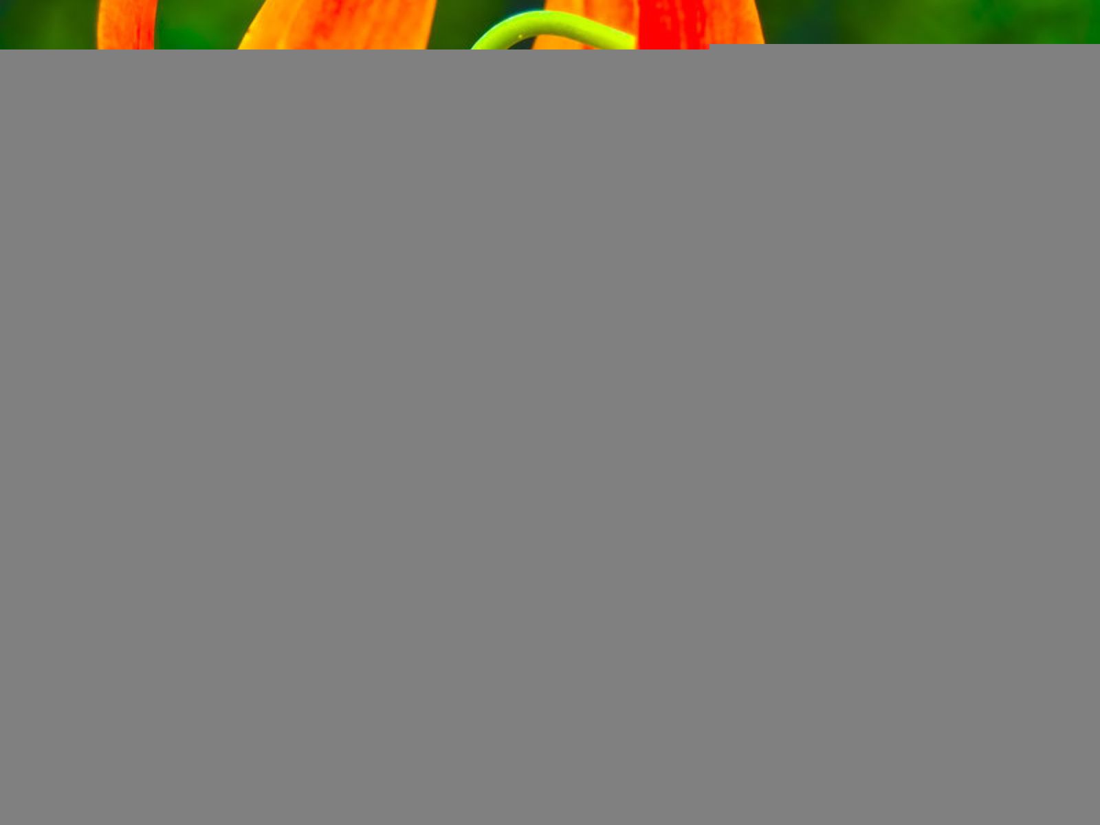 Nature wallpaper - iPhone 5 (640x1136) | Wallpaper free hd ...