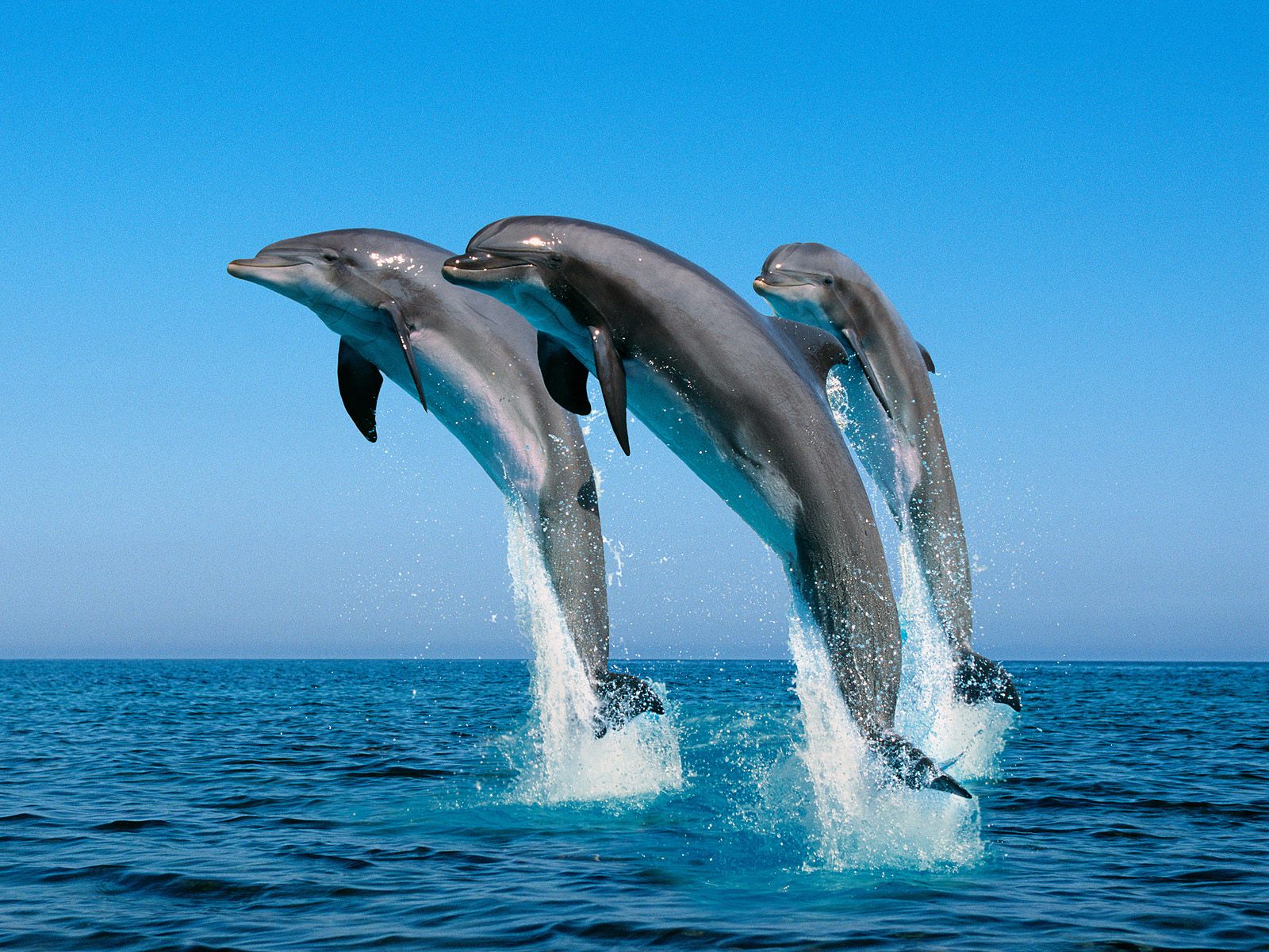 Wallpapers Moving Living D Dolphins Animated For Mac Jpg 1600x1200
