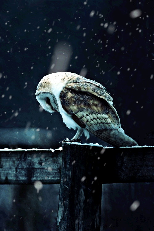 Owl ipho9