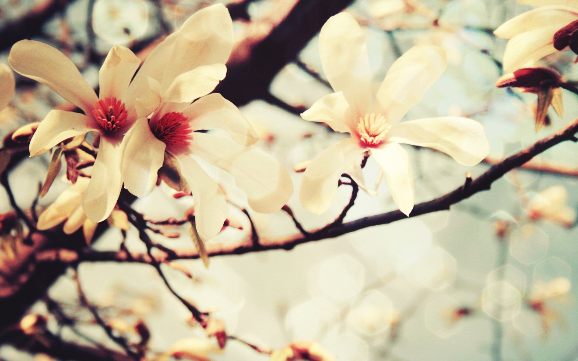 Spring Flowers Desktop Wallpaper & Photos, New Wallpapers