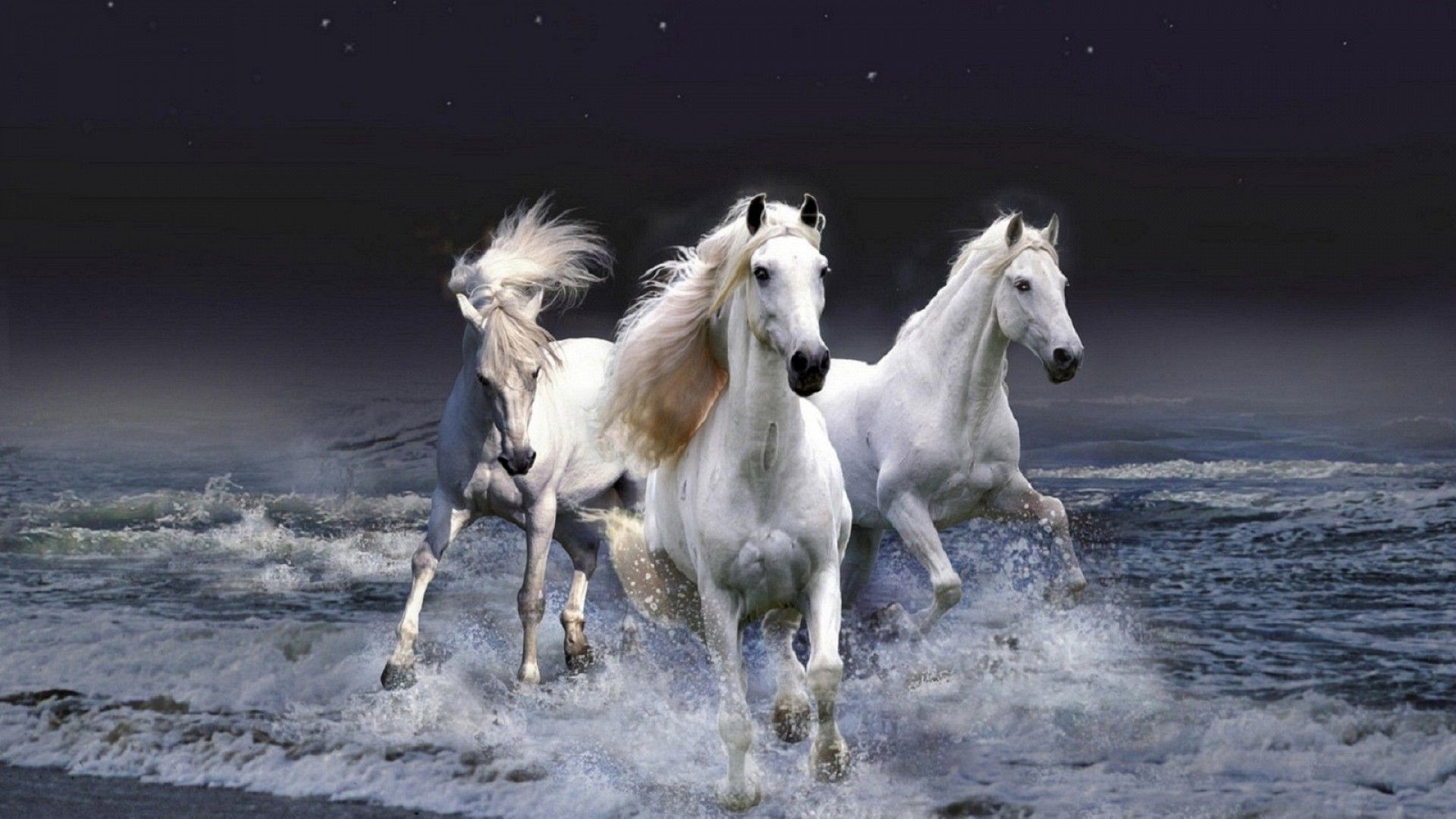 Three white horses Animal Wallpaper Wallpapers, Backgrounds