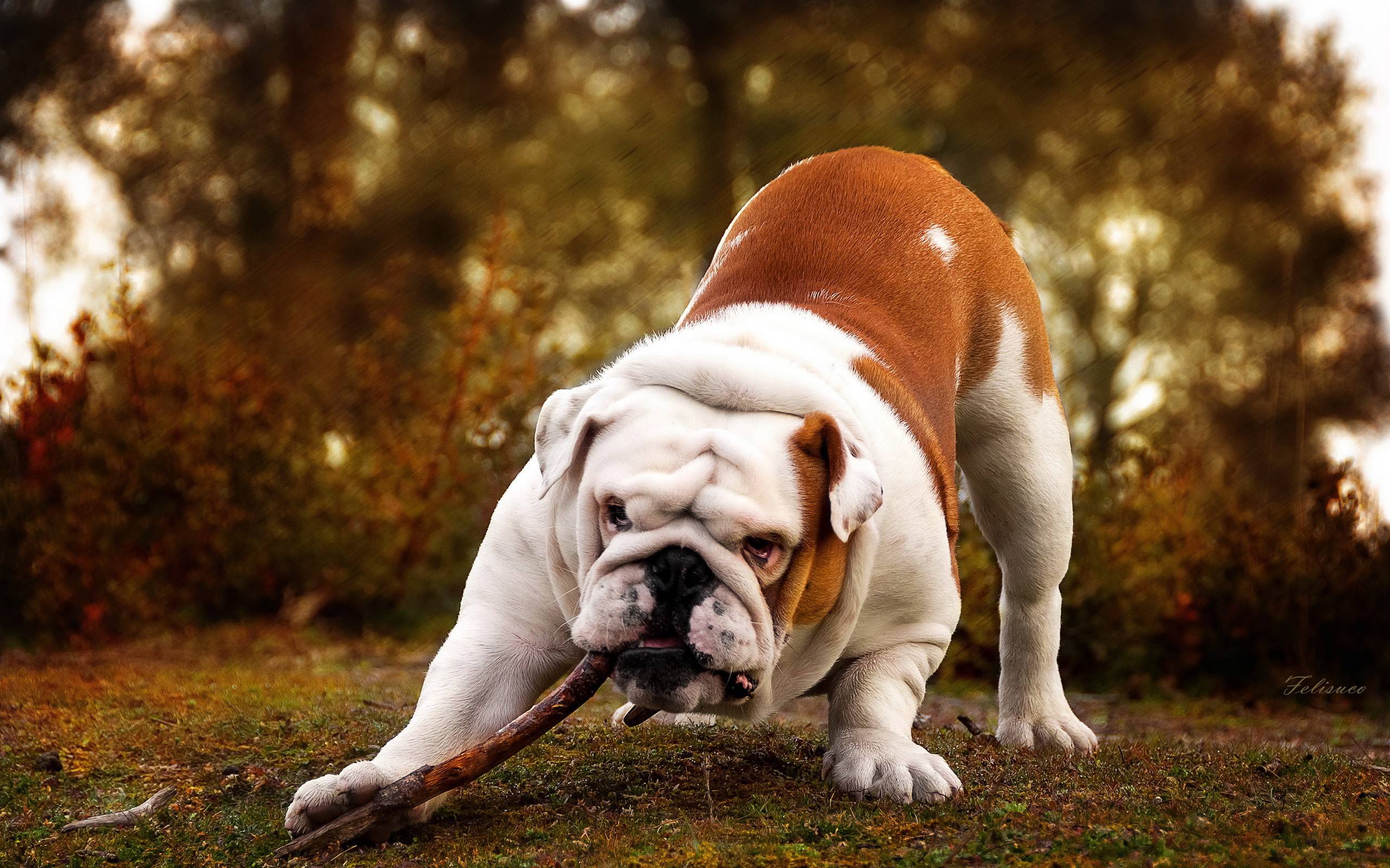Best Bulldog Animal Wallpaper Full HD #6799 Wallpaper | High ...