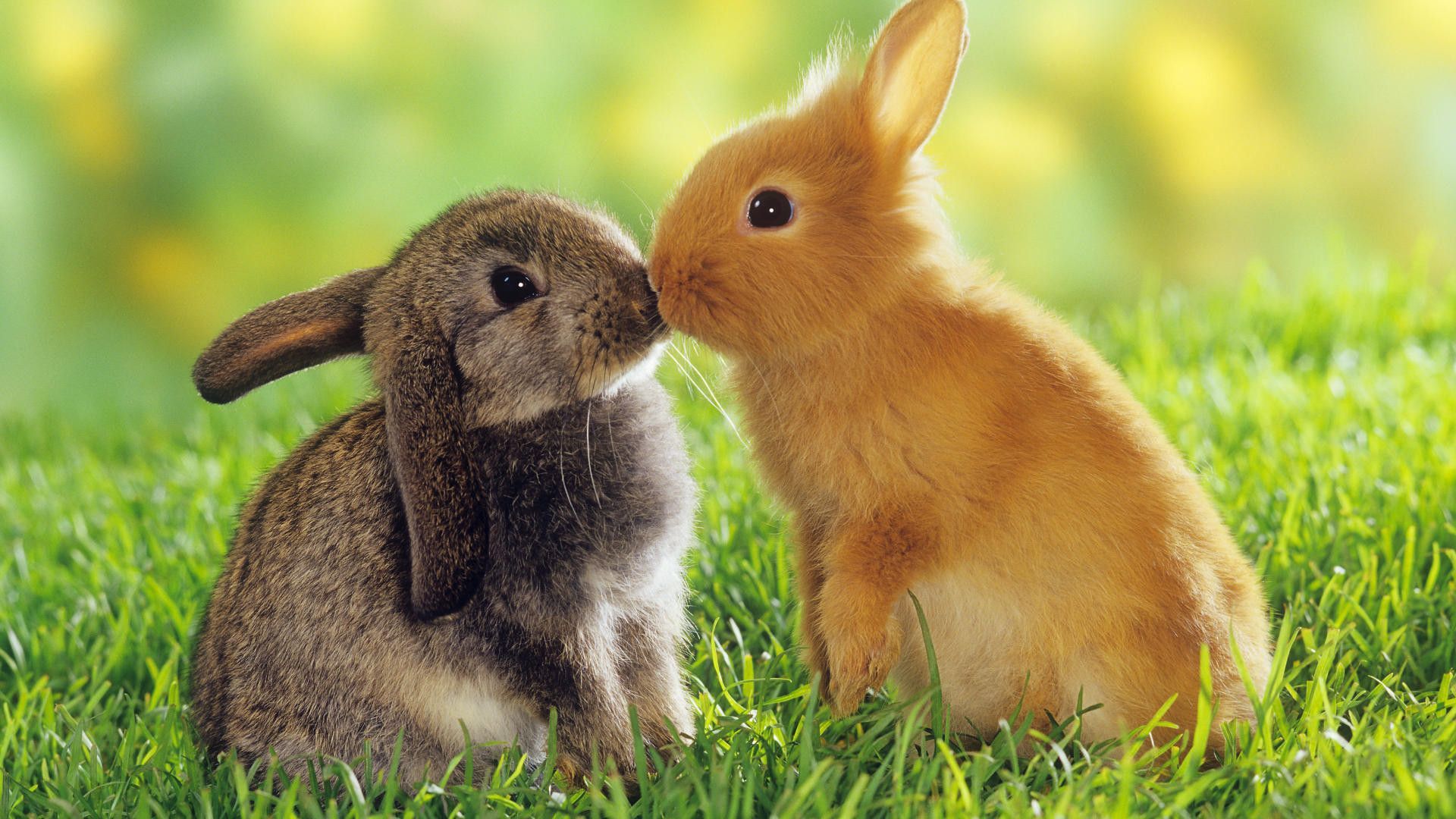 Rabbit Wallpapers HD Pictures | One HD Wallpaper Pictures ...