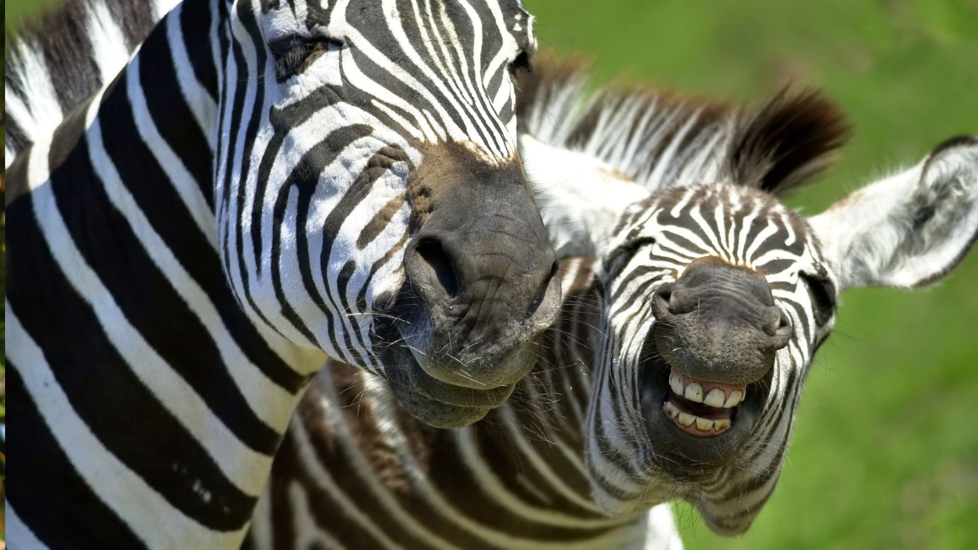Download Desktop Backgrounds Animal Life All Animals Zebras ...