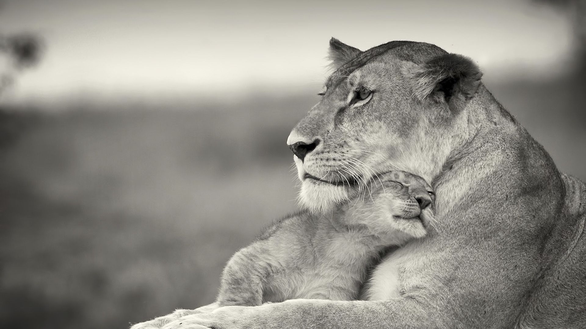 Download Wallpaper 1920x1080 Lioness, Lion, White, Animal, Family ...