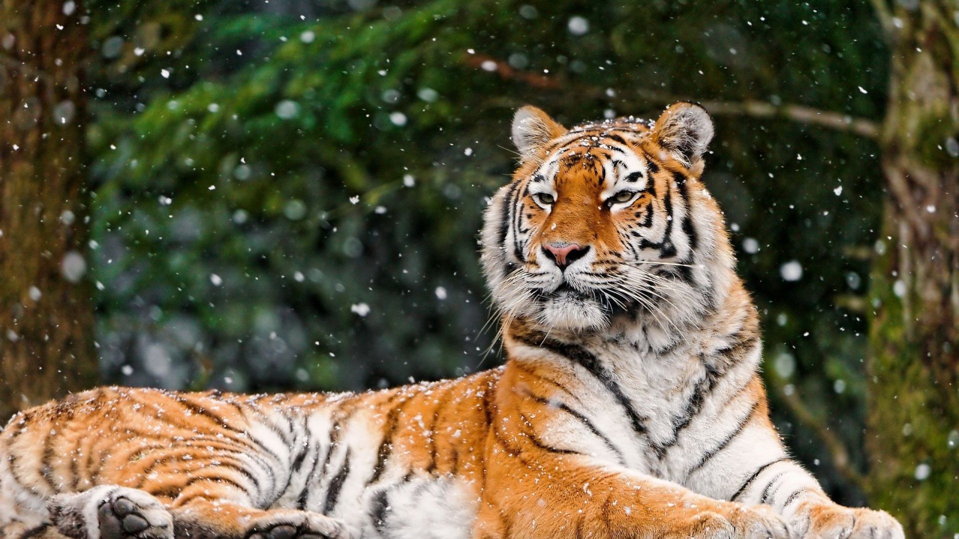 Download Wallpaper 1920x1080 Tiger, Snow, Lying, Animal Full HD ...