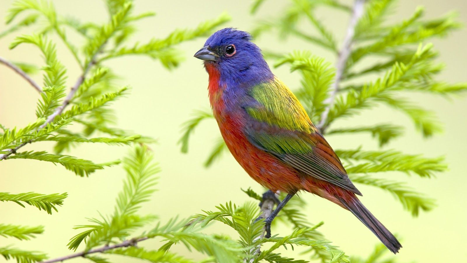 Download Beautiful Bird Sitting On Branch Hd Bird Animal Wallpaper ...