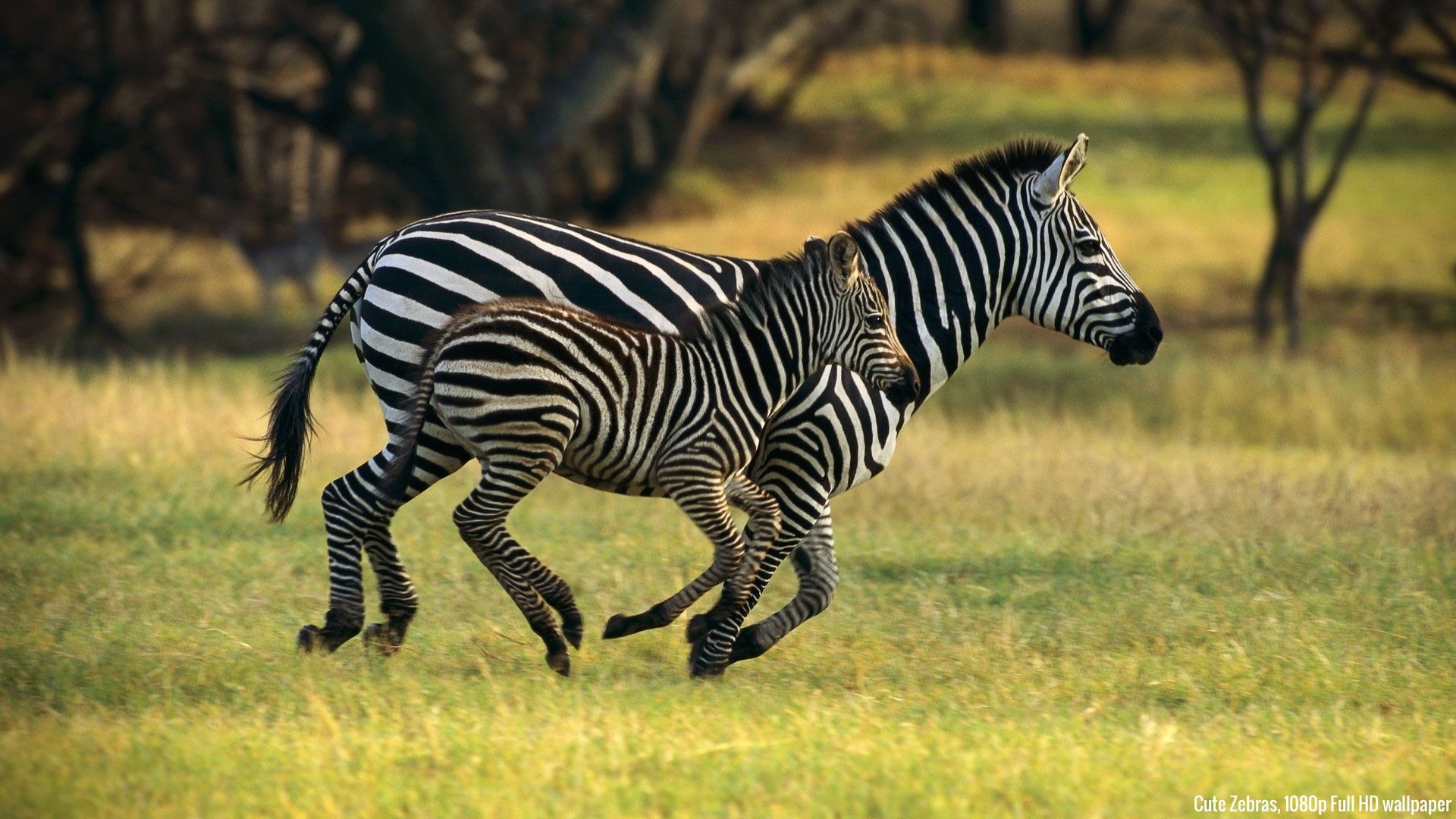 Download Wallpaper, Zebras, Cute animals 1080p, Full HD | Wild animals