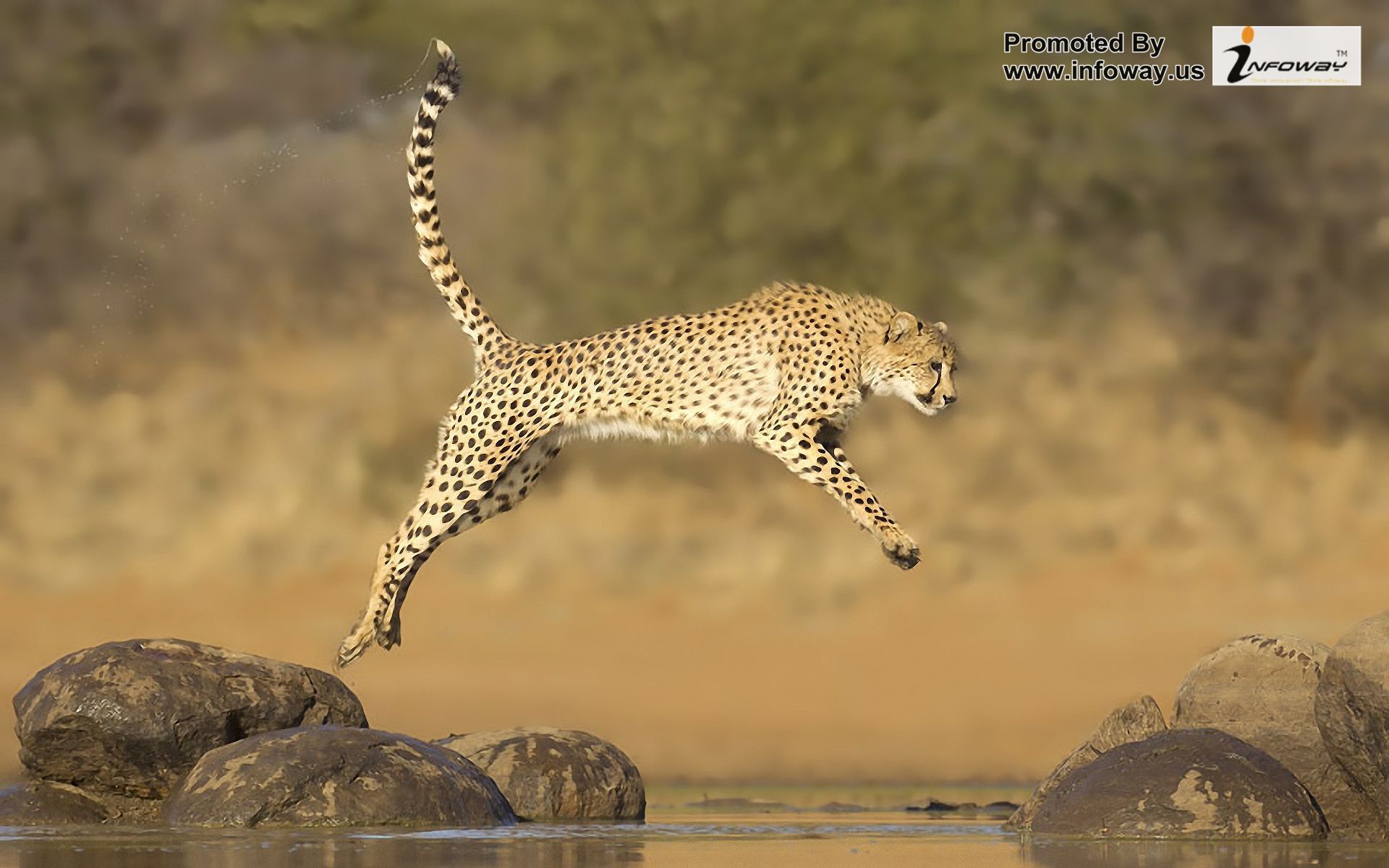 Cheetah animal wallpaper - Photo 106 of 299 | phombo.com