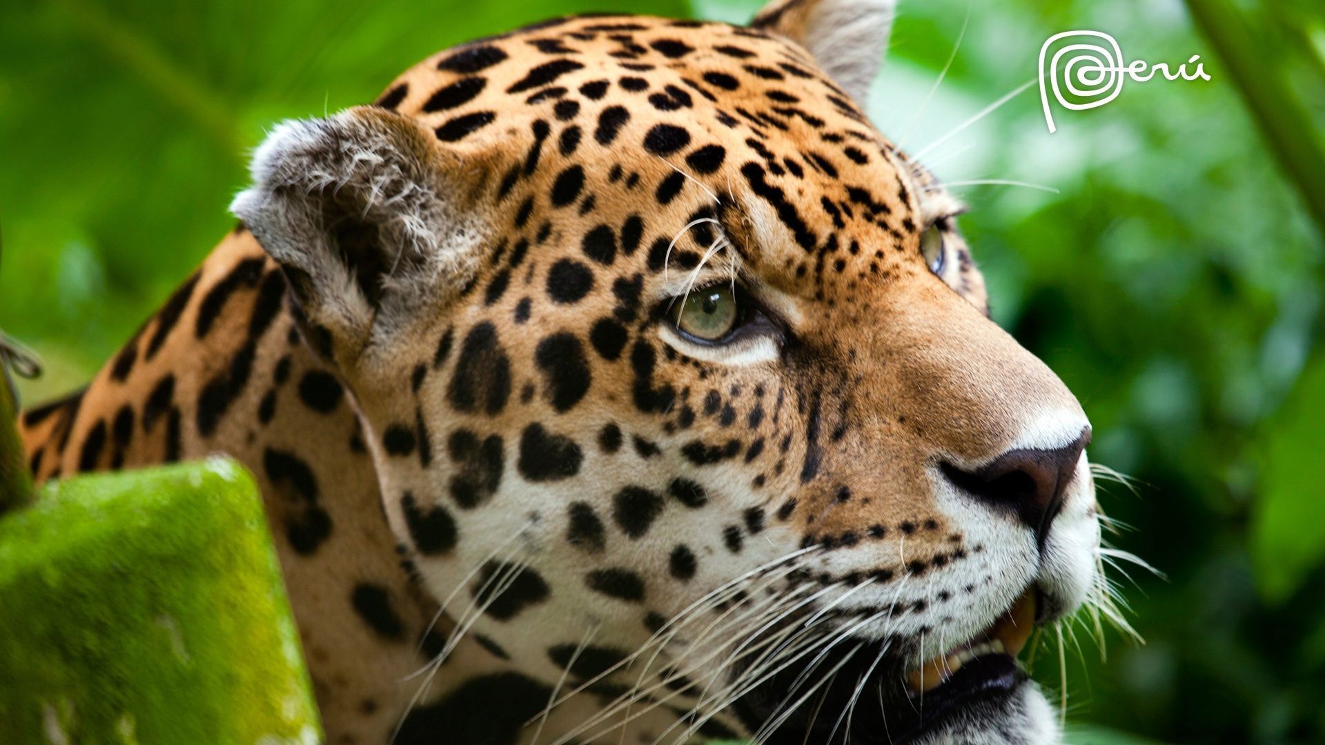 Jaguar The Big Cat Wallpapers | HD Wallpapers