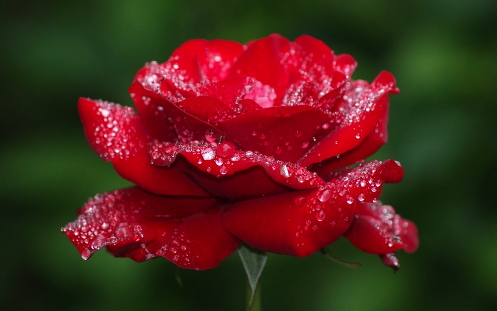 Top-10-Most-Beautiful-Roses-In-The-World-10.jpg