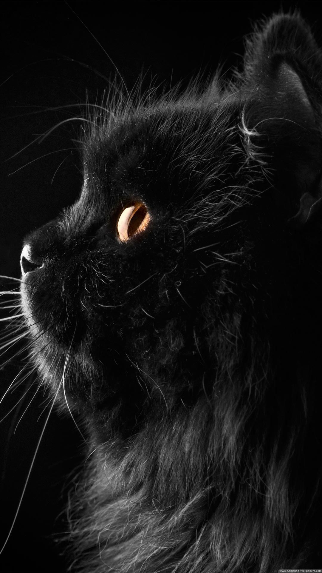 Cute Black Cat Desktop 1080x1920 Samsung Galaxy S4 Active ...