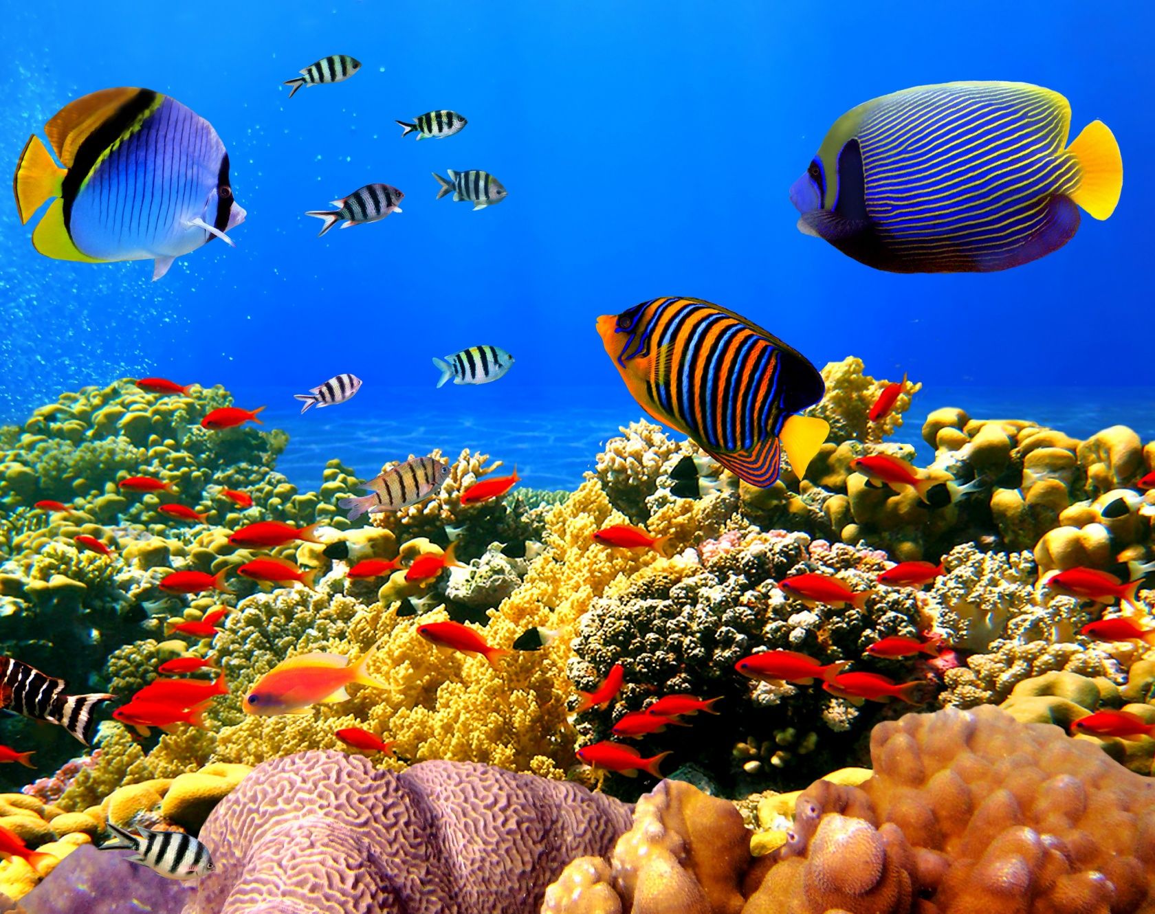 Akwarium, morze ryby ekzotyczne | Pobrać Tapety na Tableta | 7, 8 ...