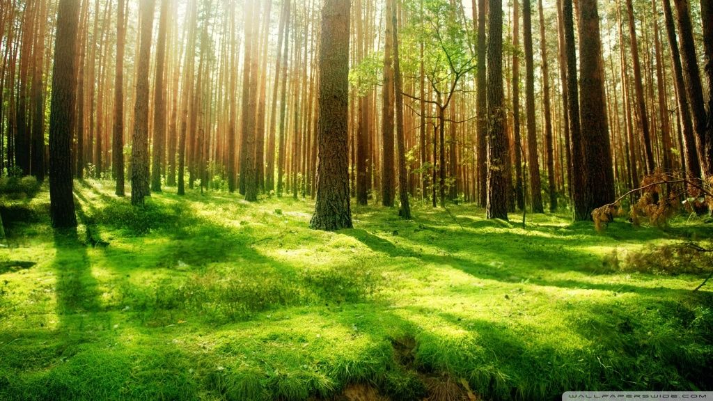 Beautiful Forest Scenery HD desktop wallpaper : Widescreen : High ...