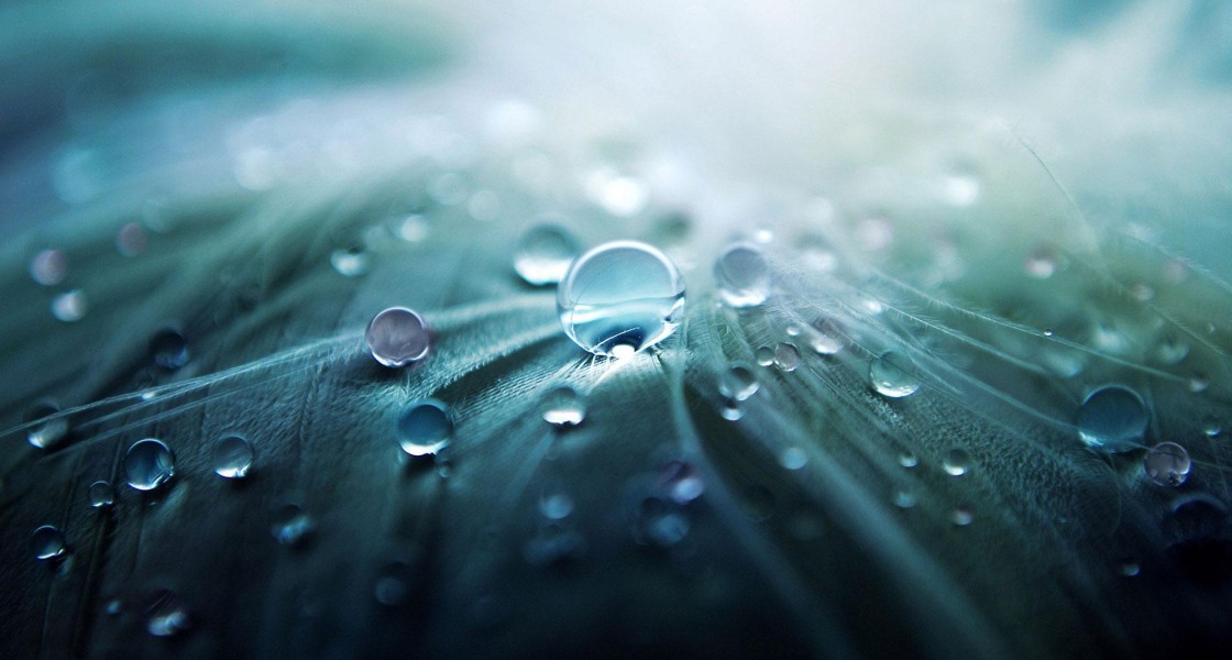 3D Morning Dew wallpapers55.com - Best Wallpapers for PCs