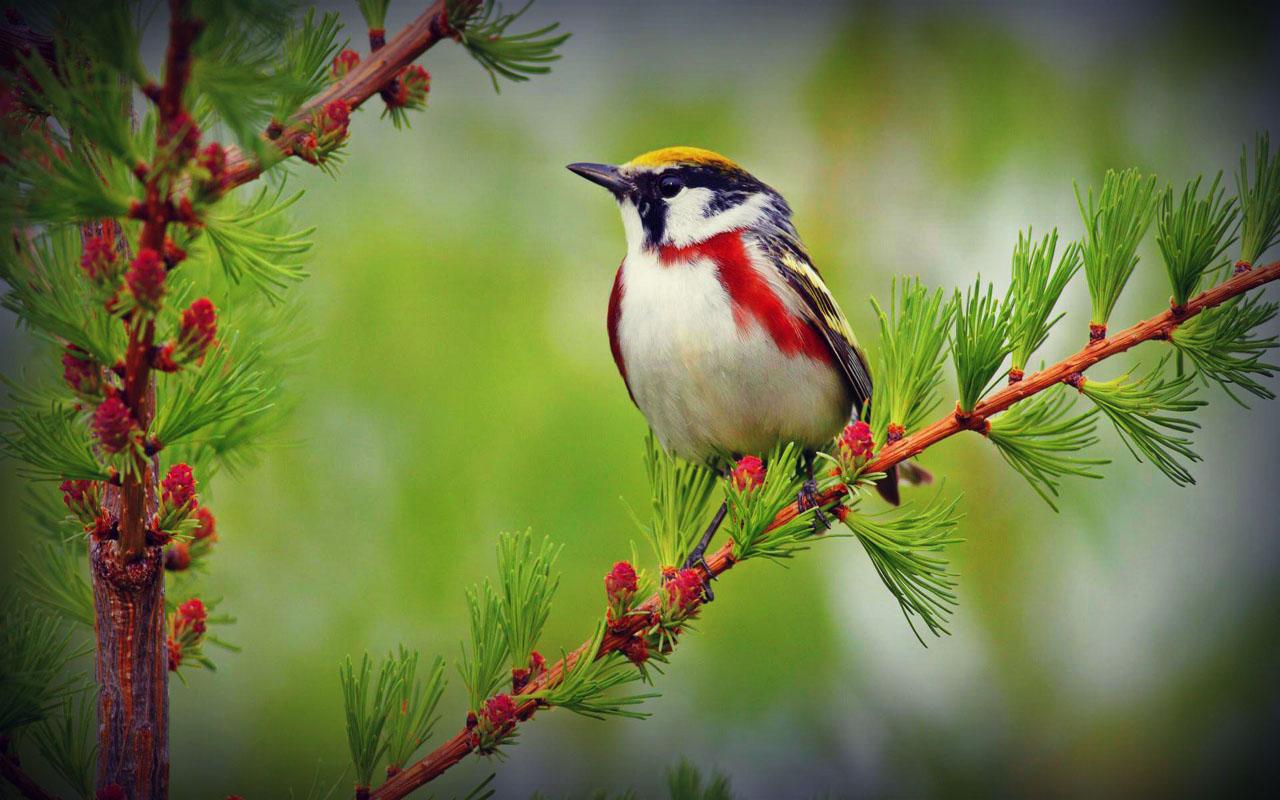 Birds Wallpapers HD - Android Apps on Google Play