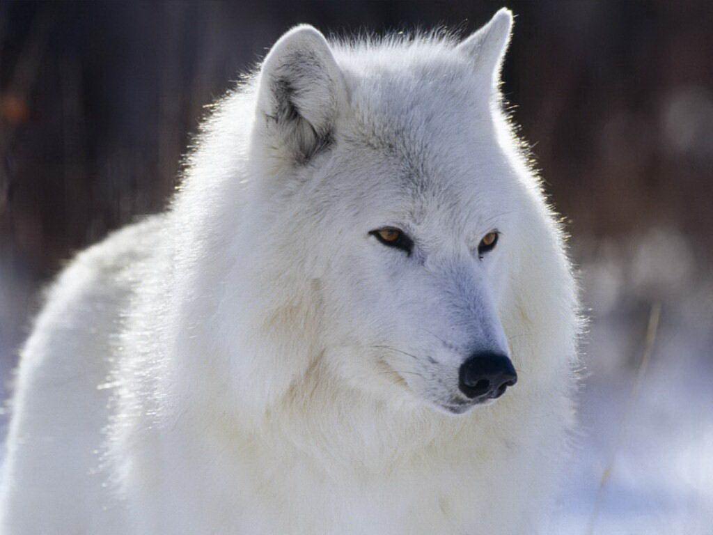 White Wolf Image For Desktop Wallpaper Free White Wolf Image For ...