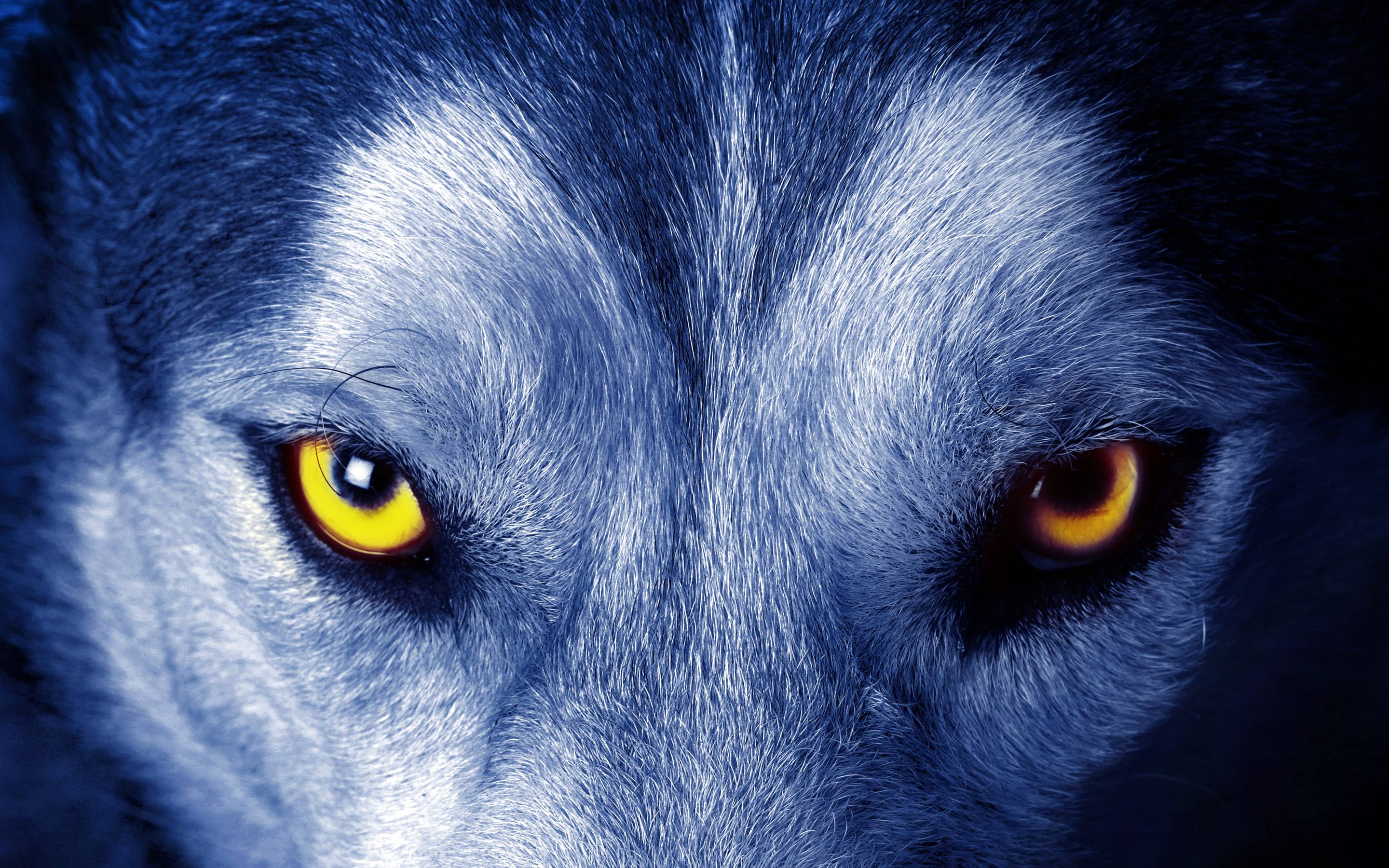 Wolf Wallpapers - Wallpaper Cave