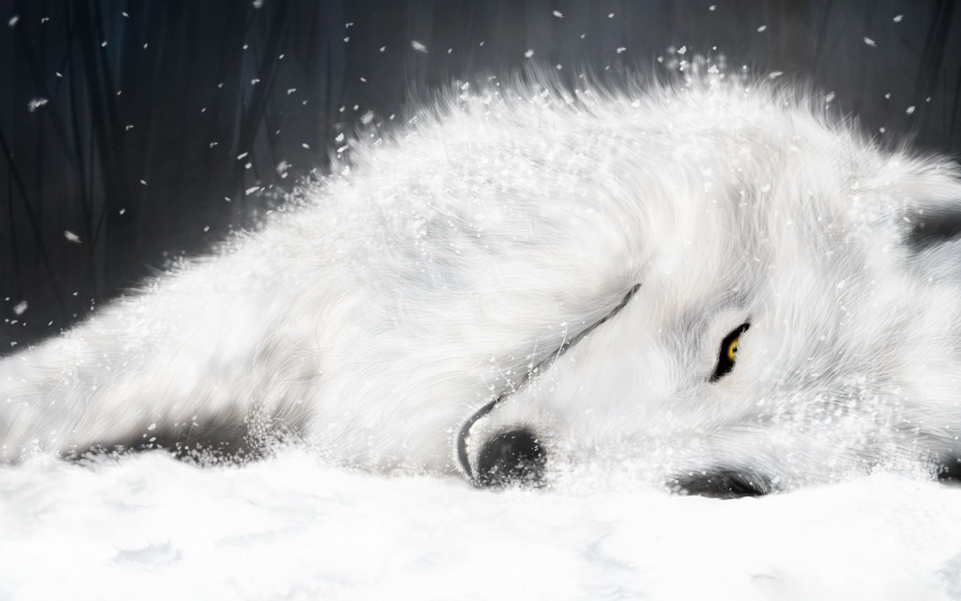 Wolf-Image