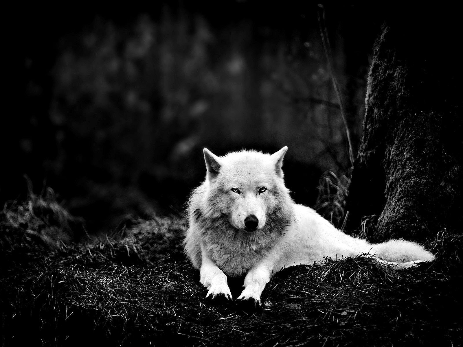3086) Dark Wolf Desktop Background Wallpaper - WalOps.com