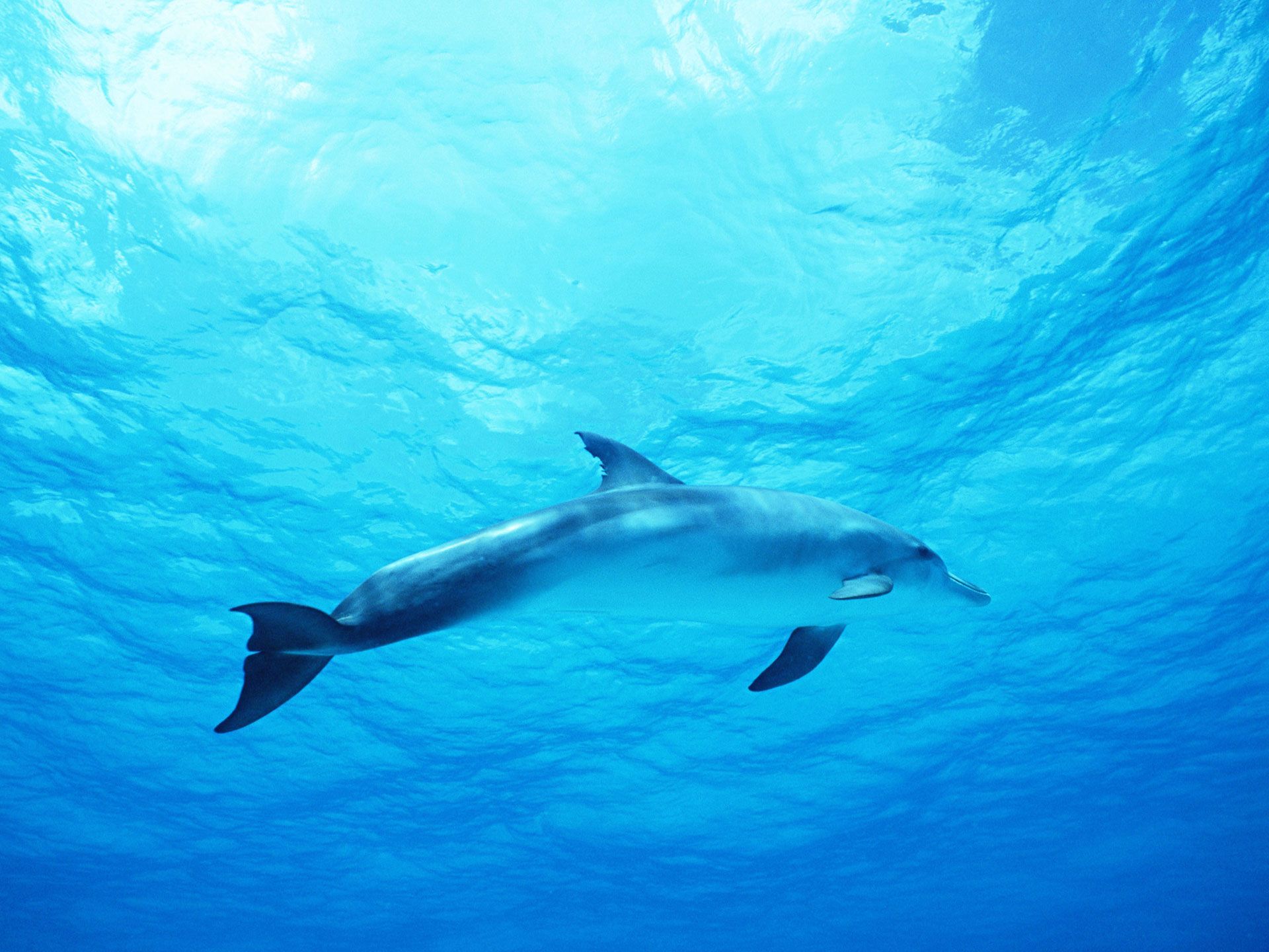 Dolphin in Deep Blue Sea Wallpapers | HD Wallpapers